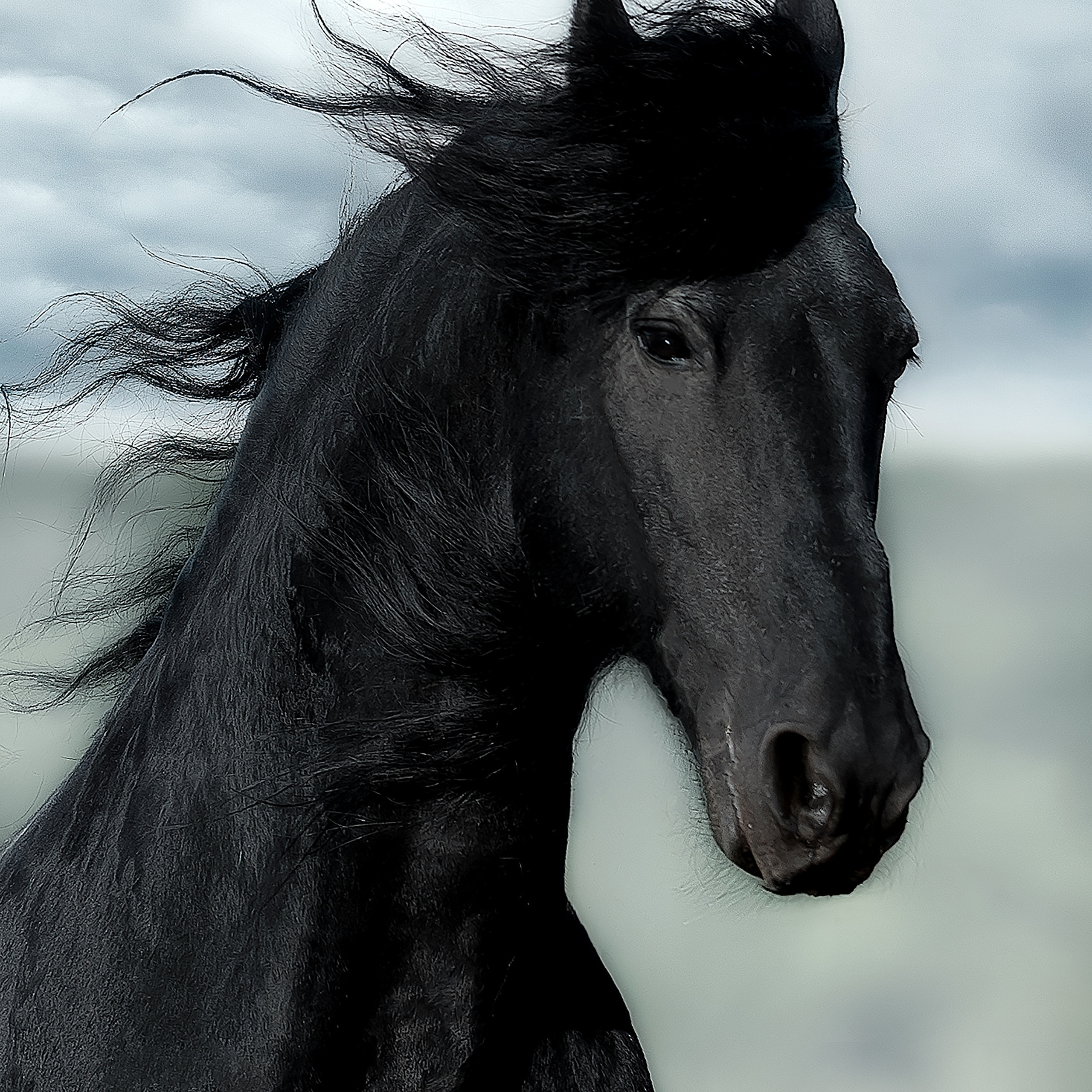 Съемка лошадей. Фотограф Кочнова Диана город Владивосток