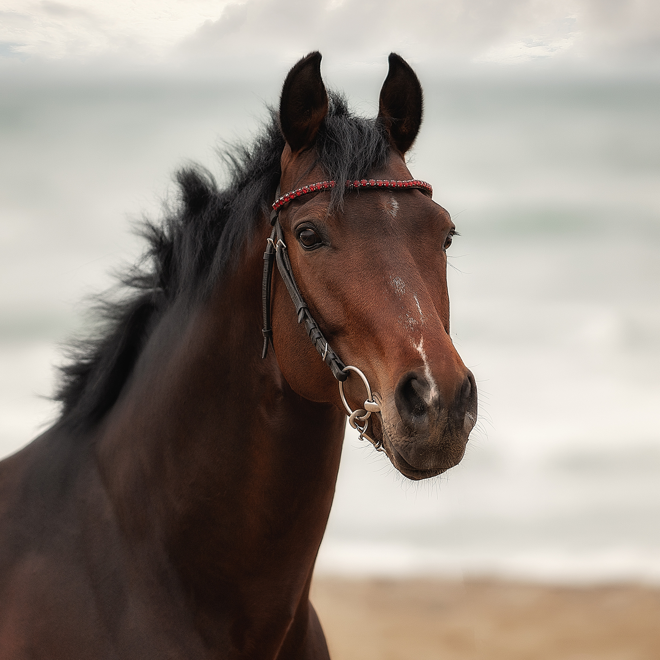Съемка лошадей. Фотограф Кочнова Диана город Владивосток