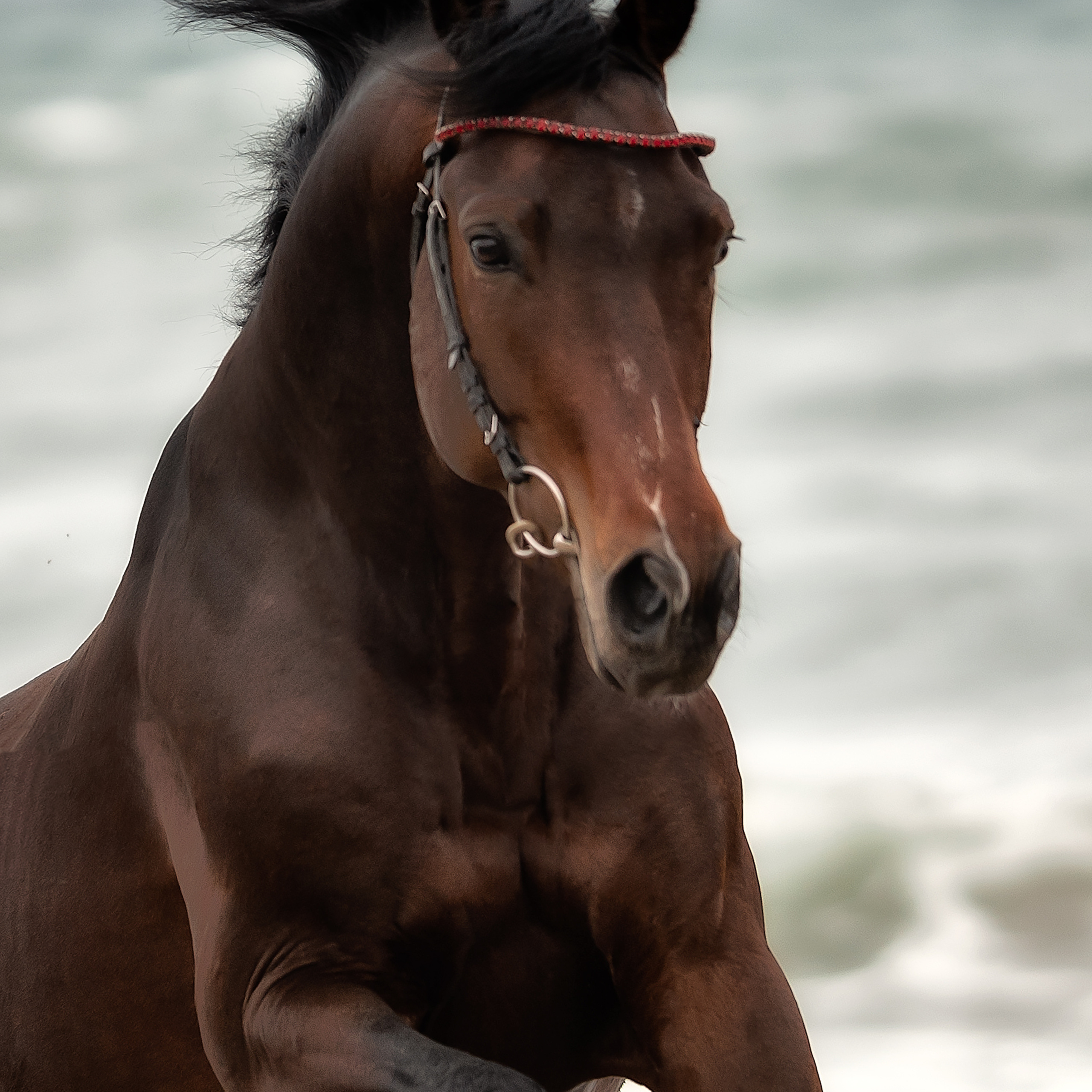 Съемка лошадей. Фотограф Кочнова Диана город Владивосток