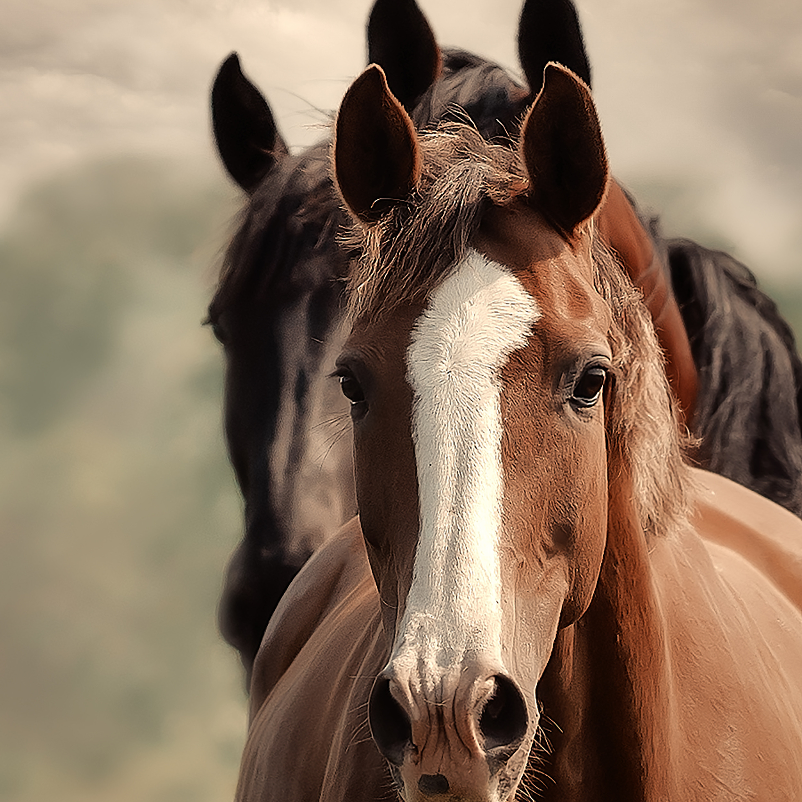 Съемка лошадей. Фотограф Кочнова Диана город Владивосток
