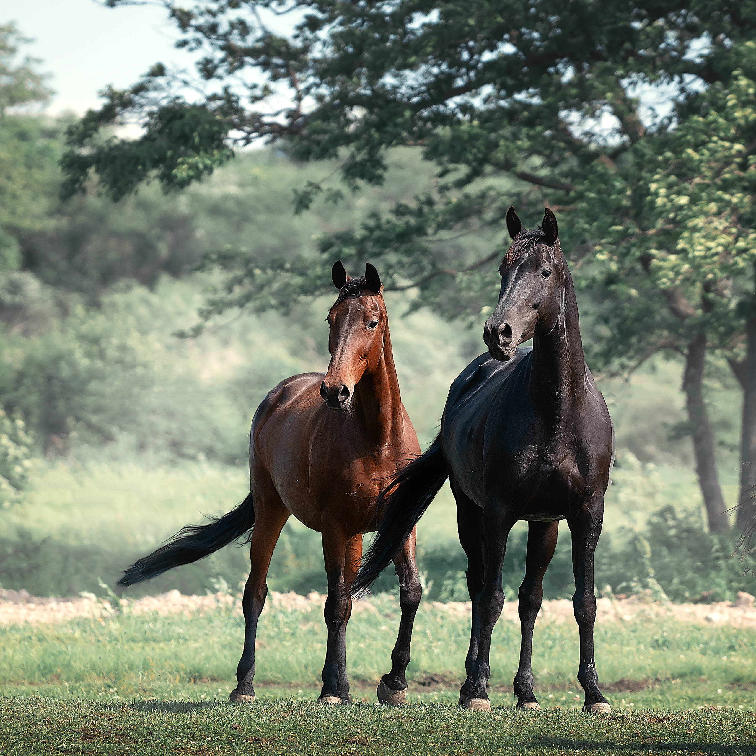 Съемка лошадей. Фотограф Кочнова Диана город Владивосток