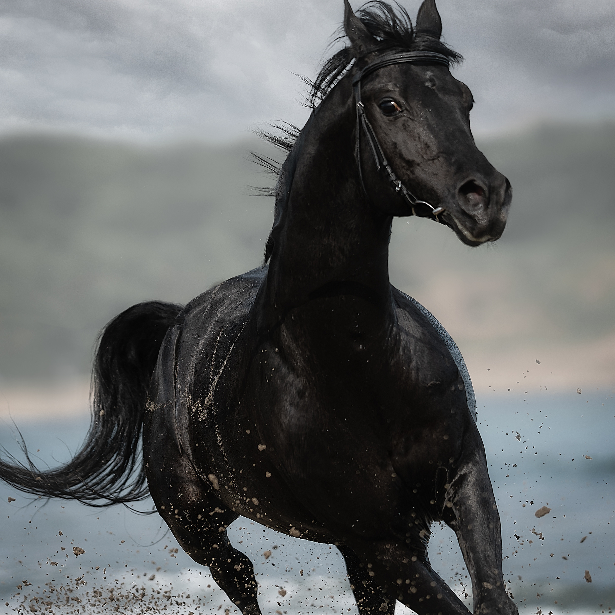 Съемка лошадей. Фотограф Кочнова Диана город Владивосток