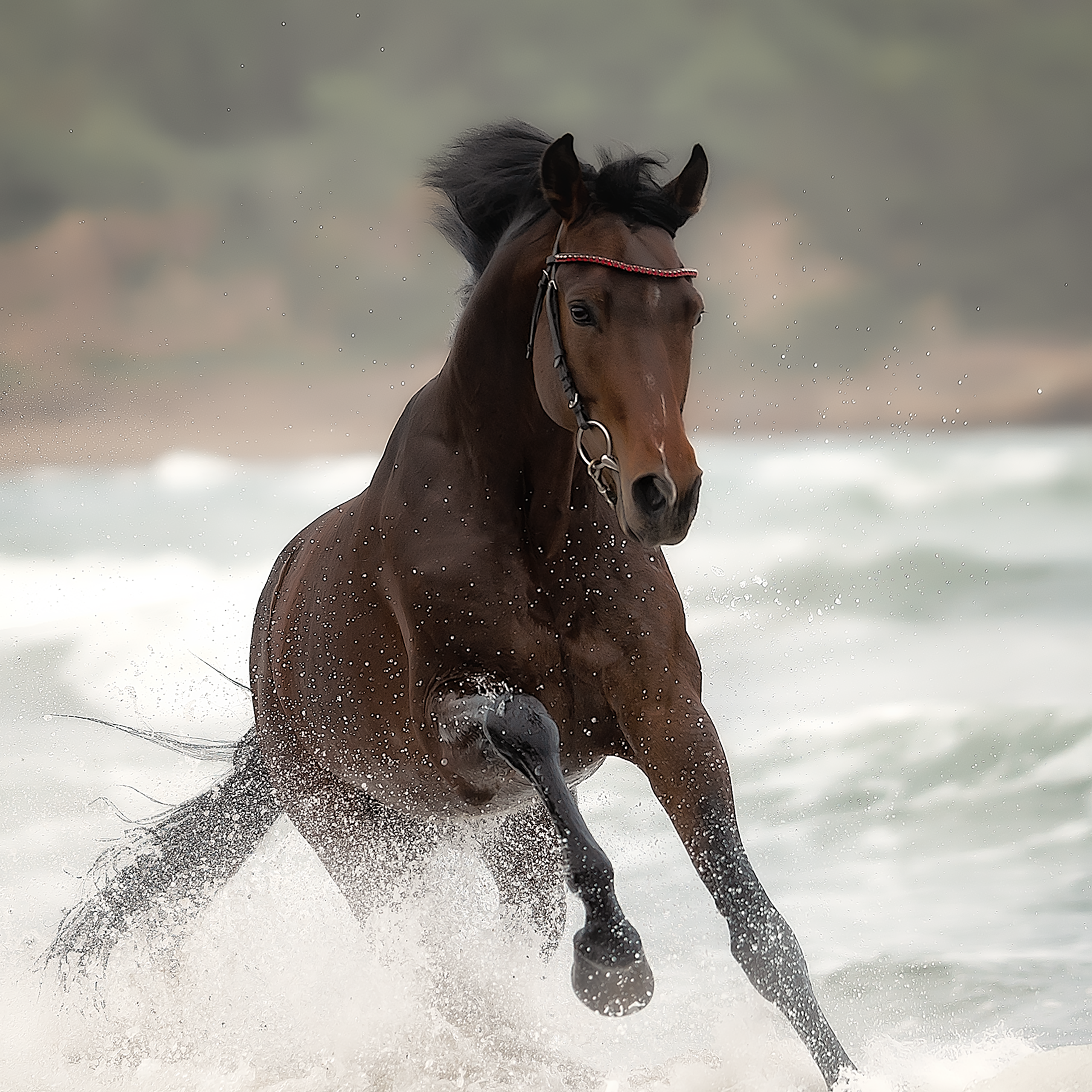 Съемка лошадей. Фотограф Кочнова Диана город Владивосток