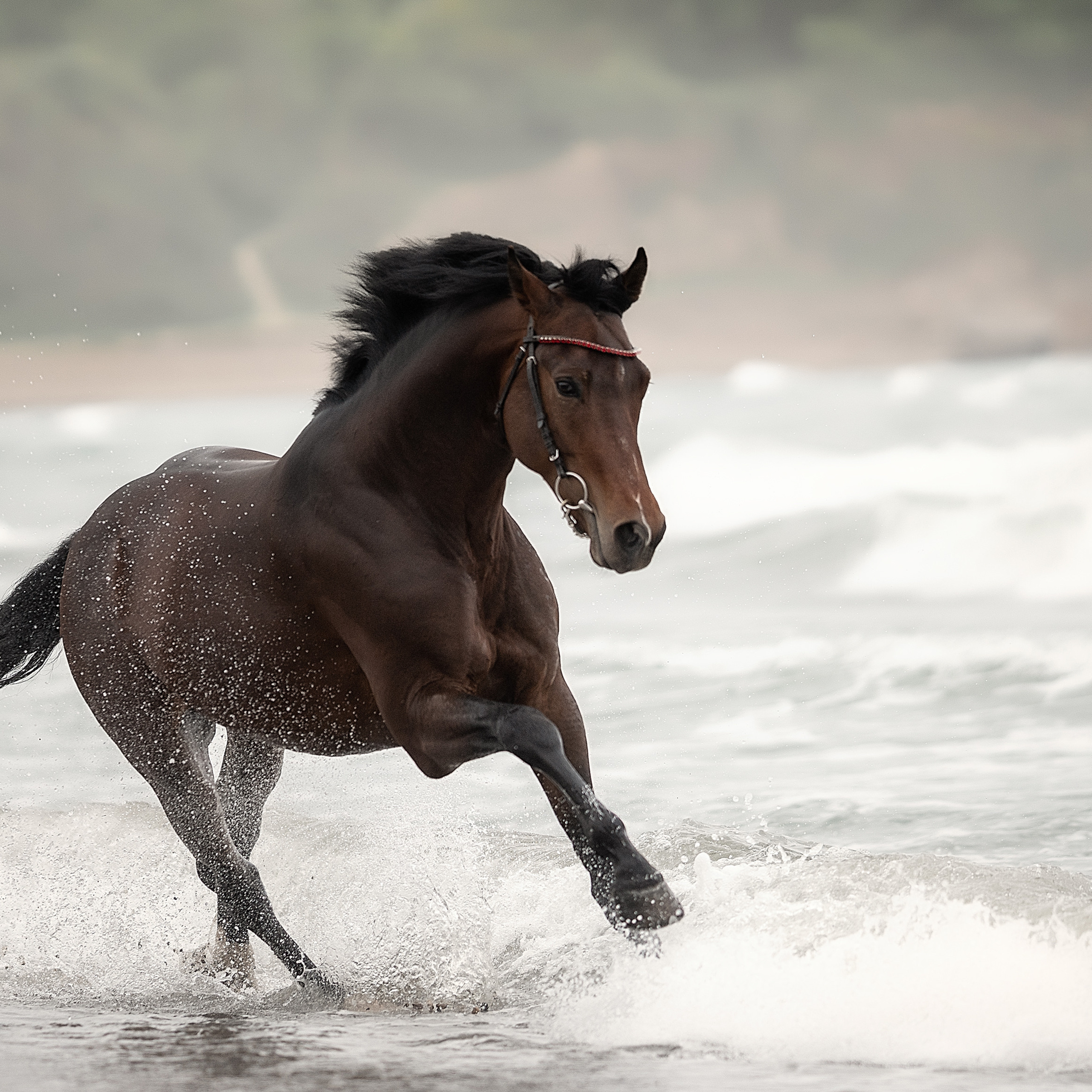Съемка лошадей. Фотограф Кочнова Диана город Владивосток
