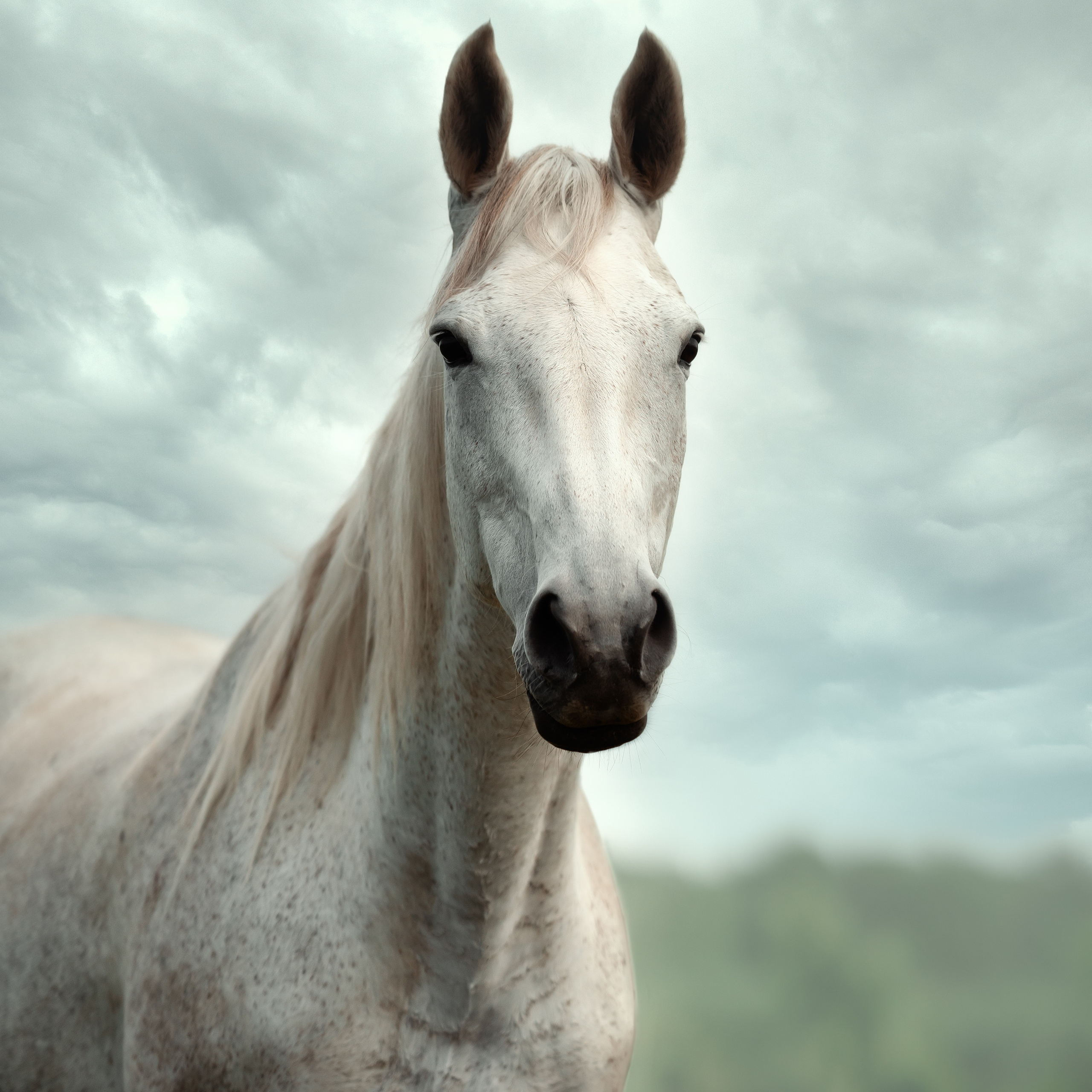 Съемка лошадей. Фотограф Кочнова Диана город Владивосток