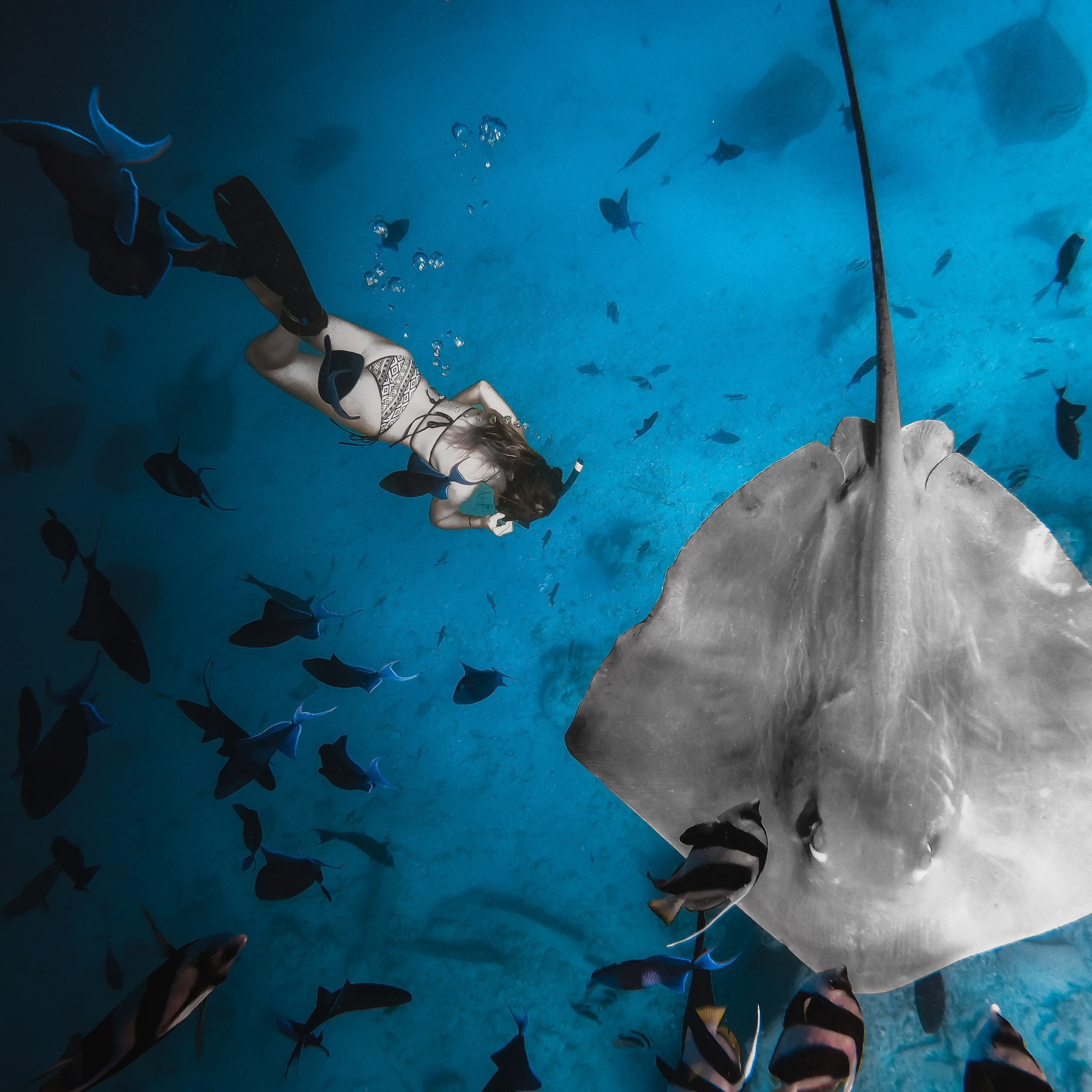 ЭКСКУРСИЯ на Мальдивах — «АКВАРИУМ»