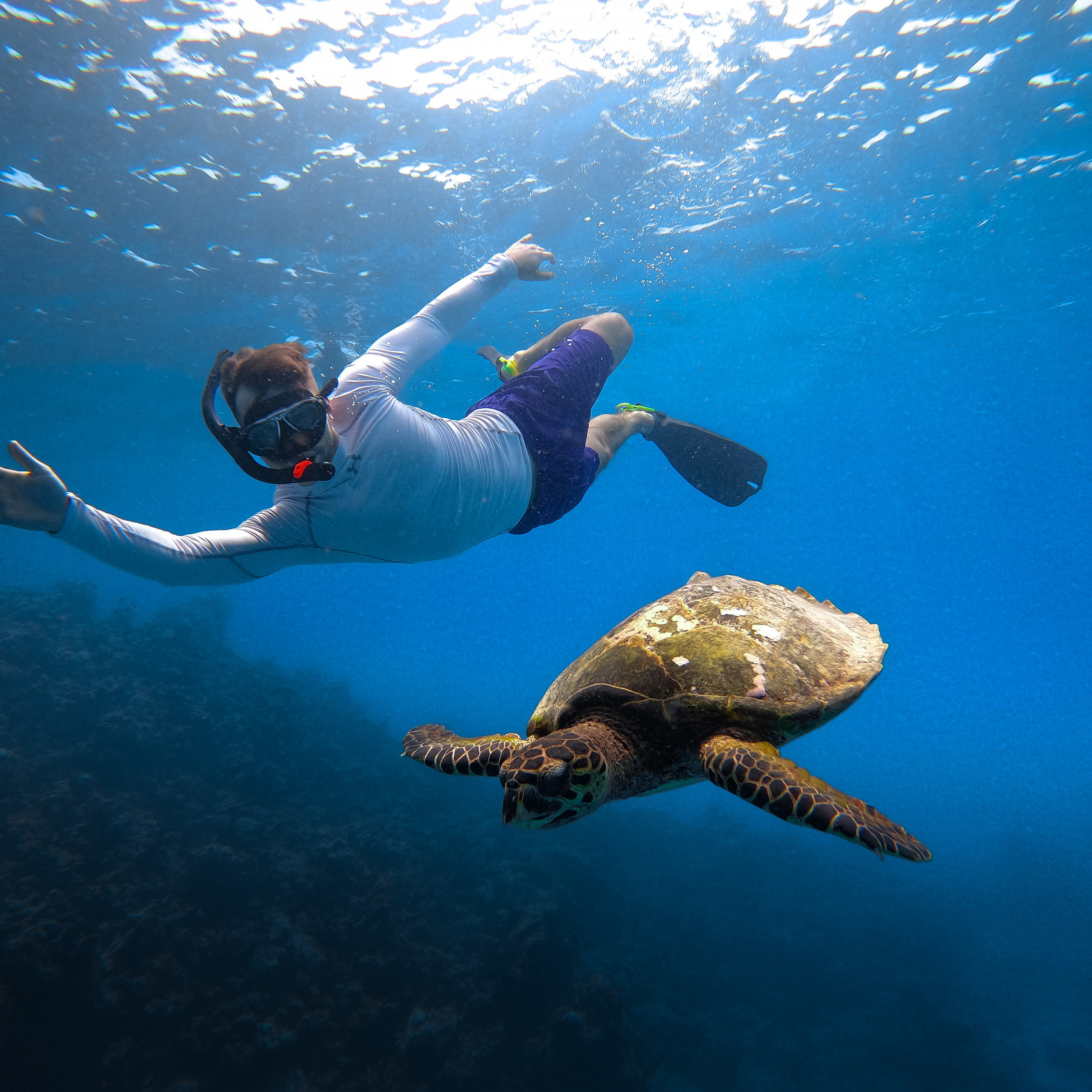 ЭКСКУРСИЯ — КААФУ АТОЛЛЧЕРЕПАХИ, РИФОВАЯ АКУЛА, НЕМО, ЛОБСТЕР, МАНТА РЕЙ