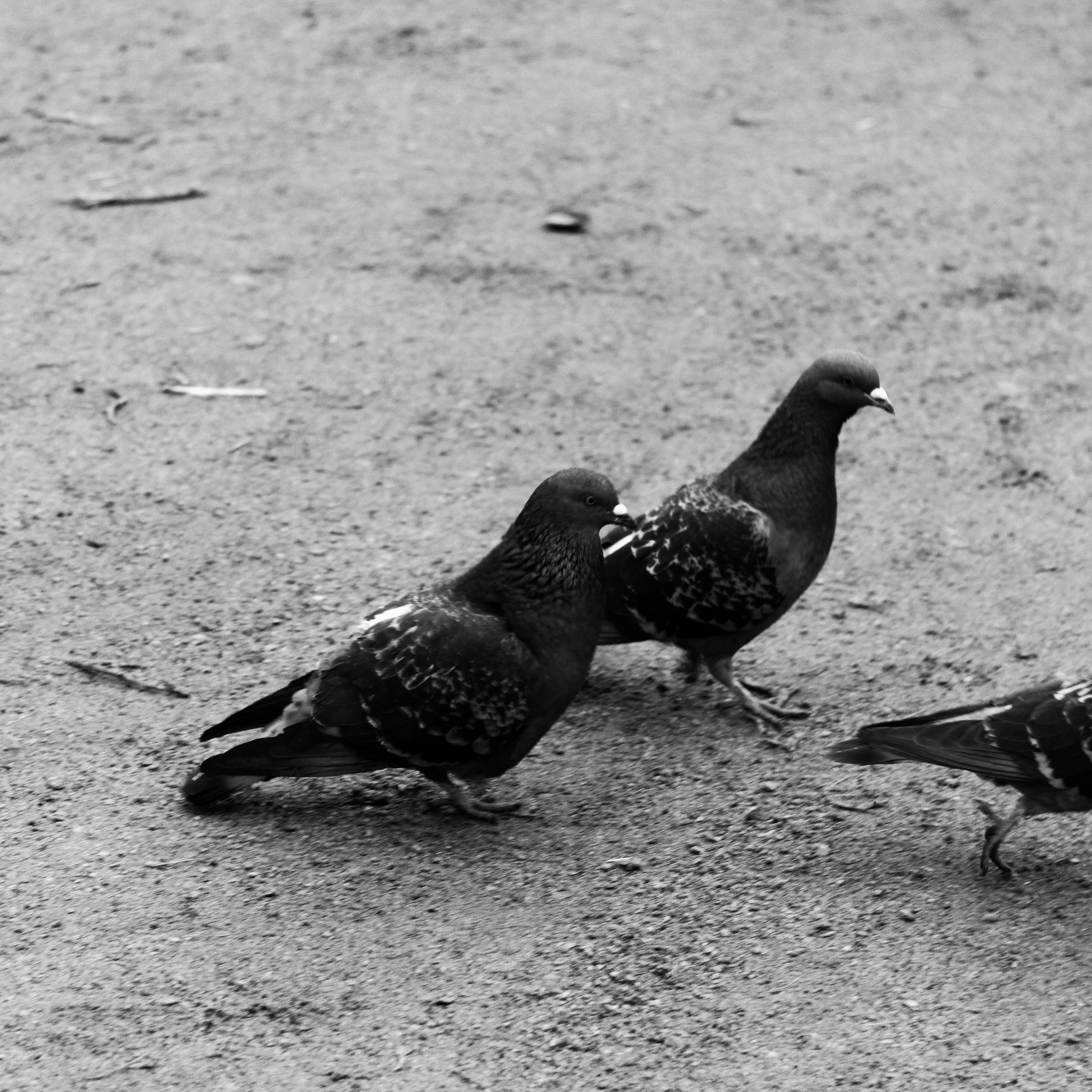 Bardo. Роман Ходырев — эзотериолог, художник, фотограф и музыкант. Санкт-Петербург, Рига