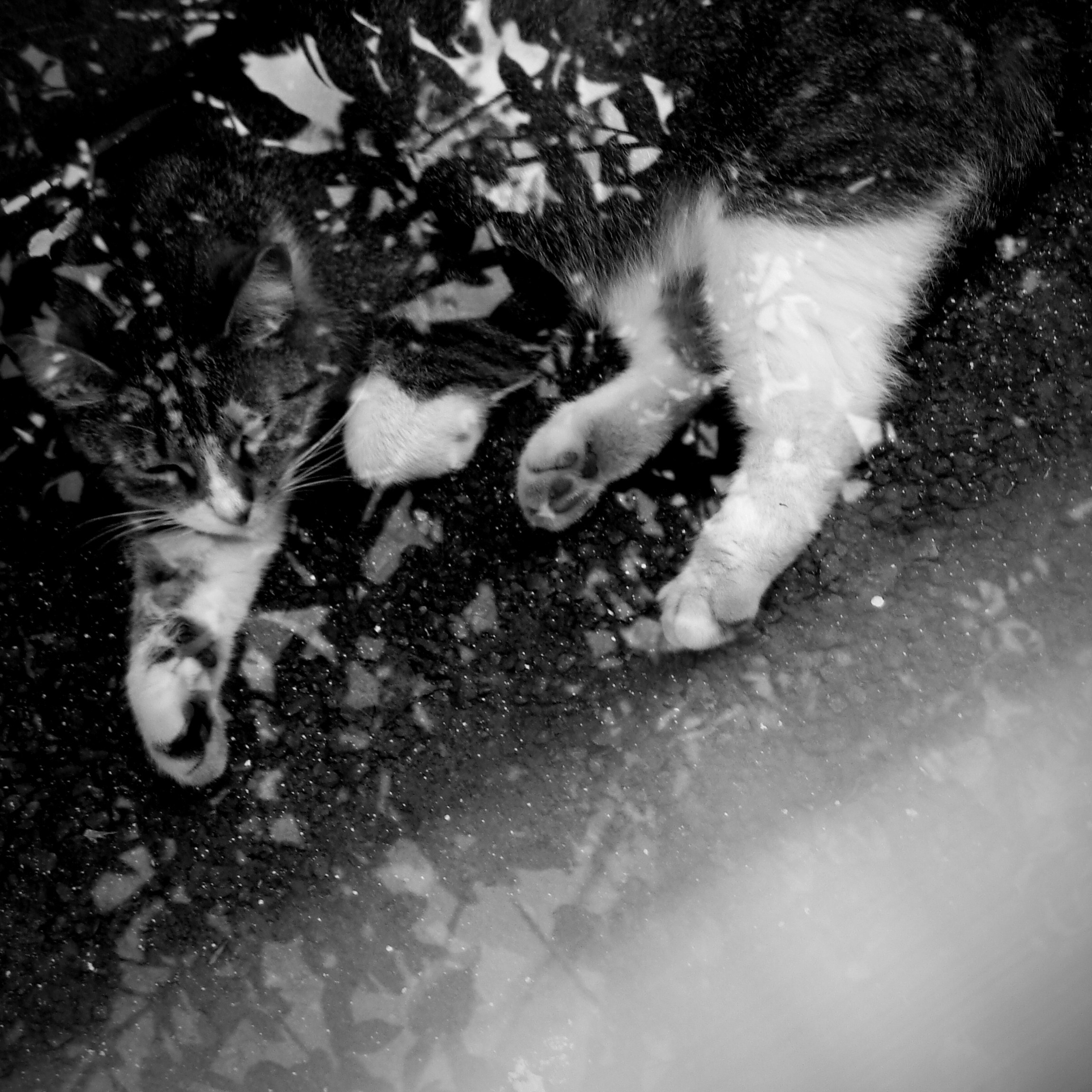 Bardo. Роман Ходырев — эзотериолог, художник, фотограф и музыкант. Санкт-Петербург, Рига