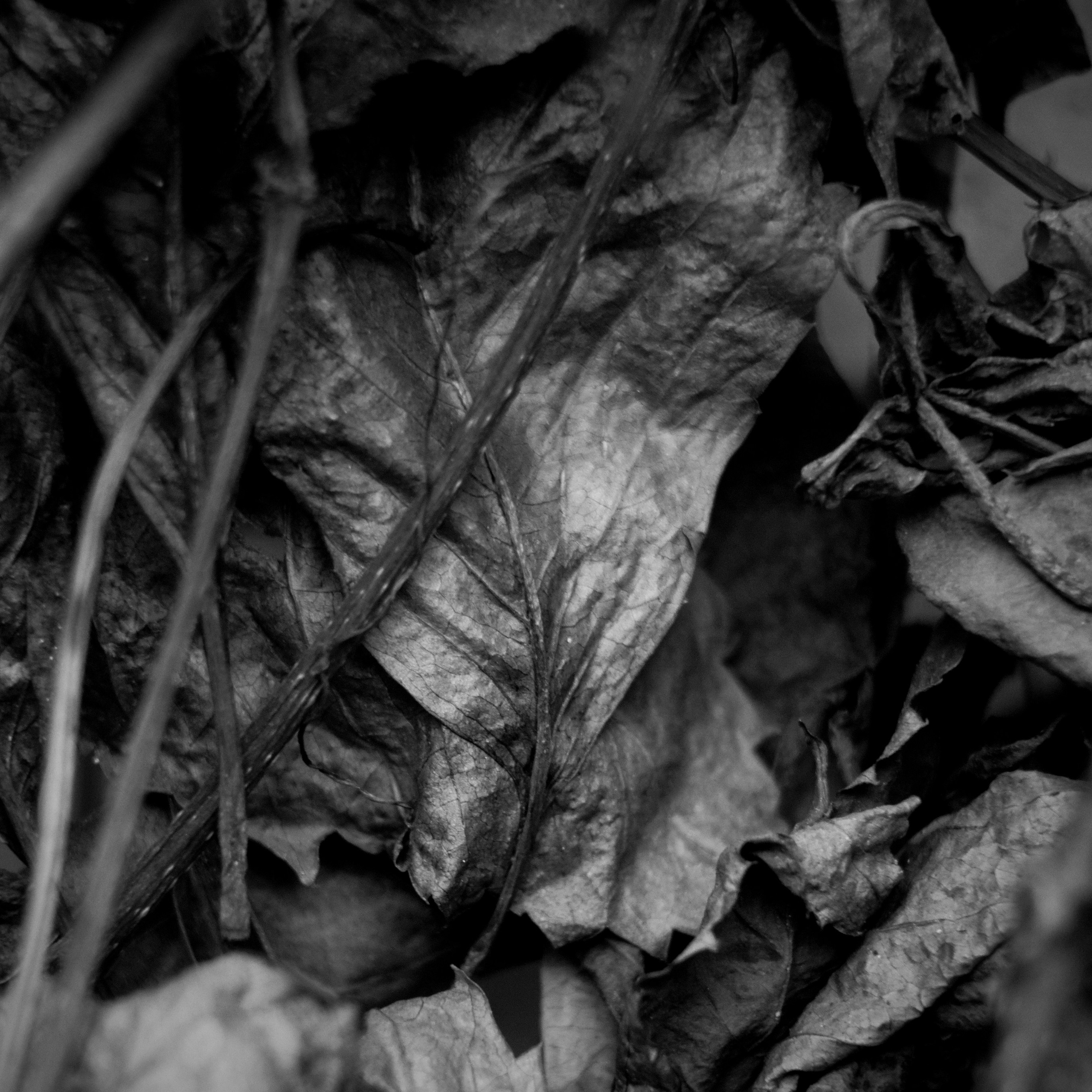 Bardo. Роман Ходырев — эзотериолог, художник, фотограф и музыкант. Санкт-Петербург, Рига