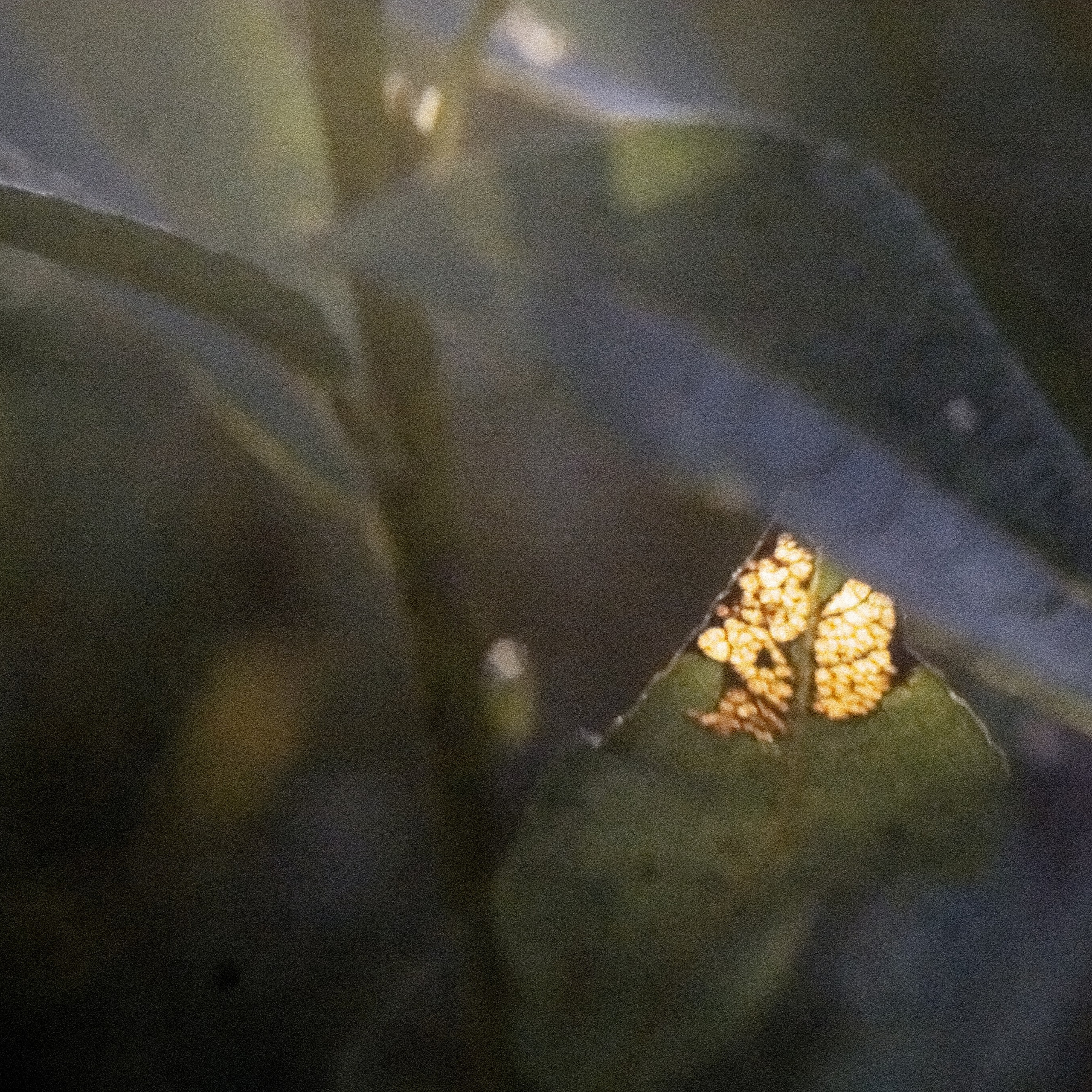 Bardo. Роман Ходырев — эзотериолог, художник, фотограф и музыкант. Санкт-Петербург, Рига
