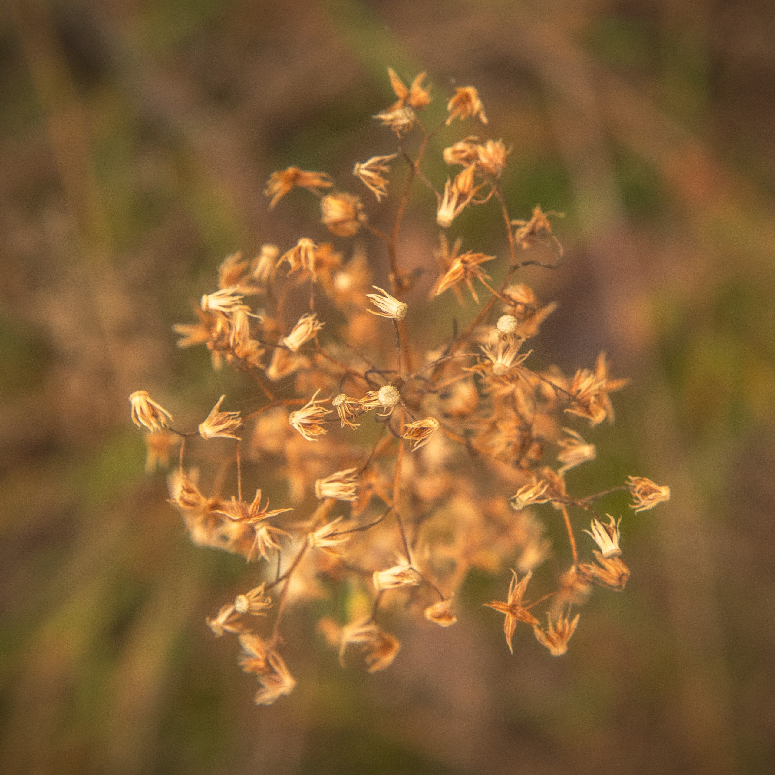 ТВОРЧЕСТВО. Творческая студия АЛНИфото