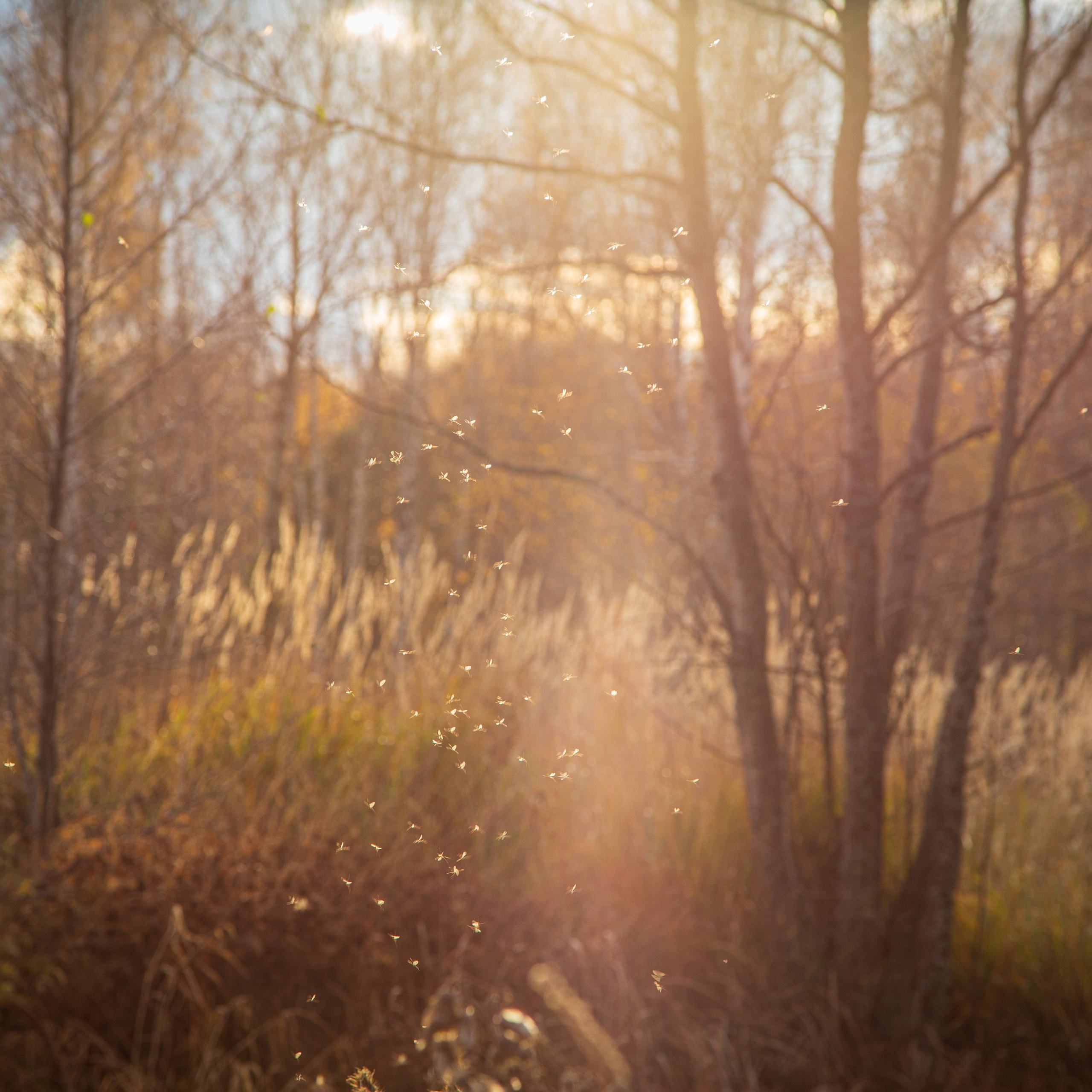 ТВОРЧЕСТВО. Творческая студия АЛНИфото
