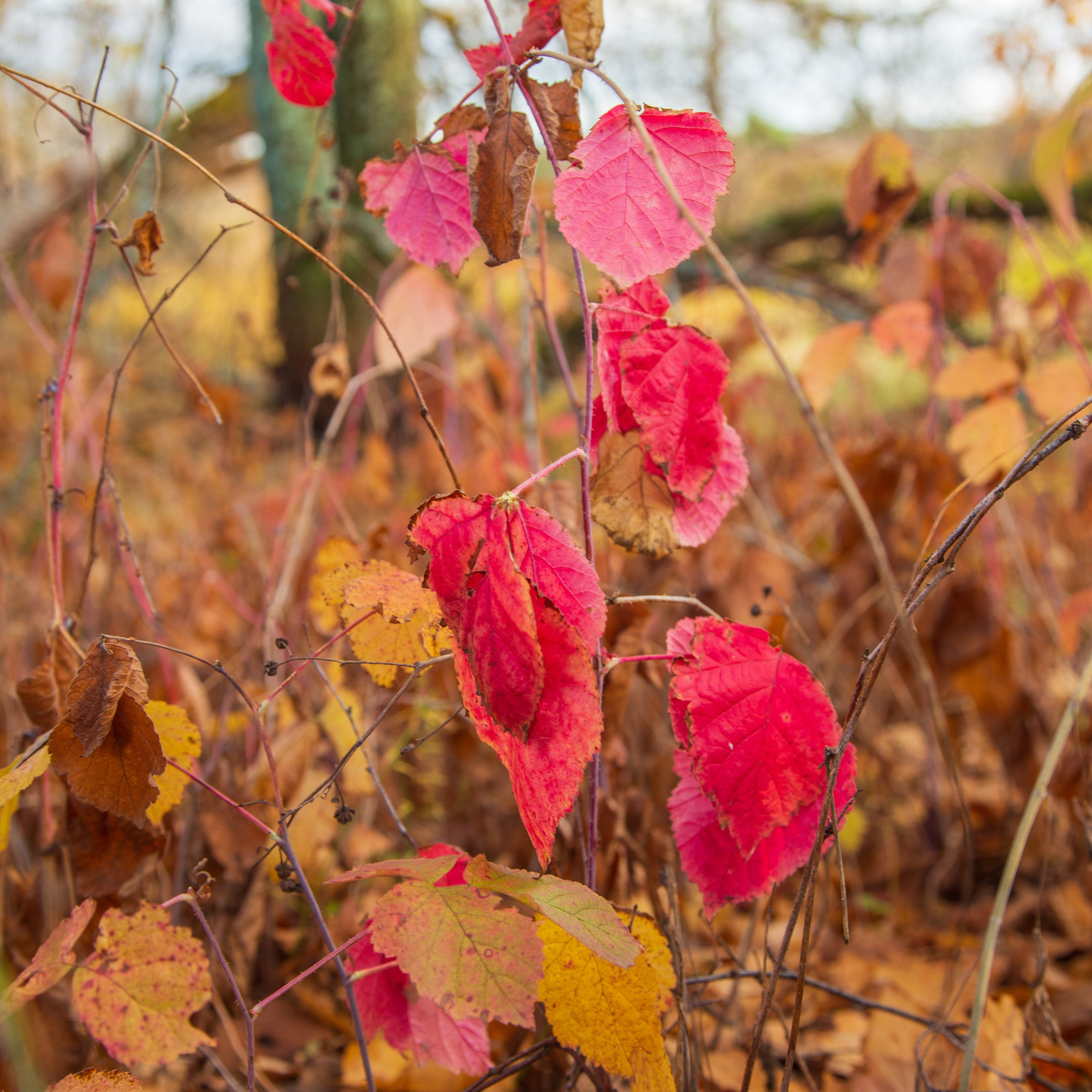 ТВОРЧЕСТВО. Творческая студия АЛНИфото
