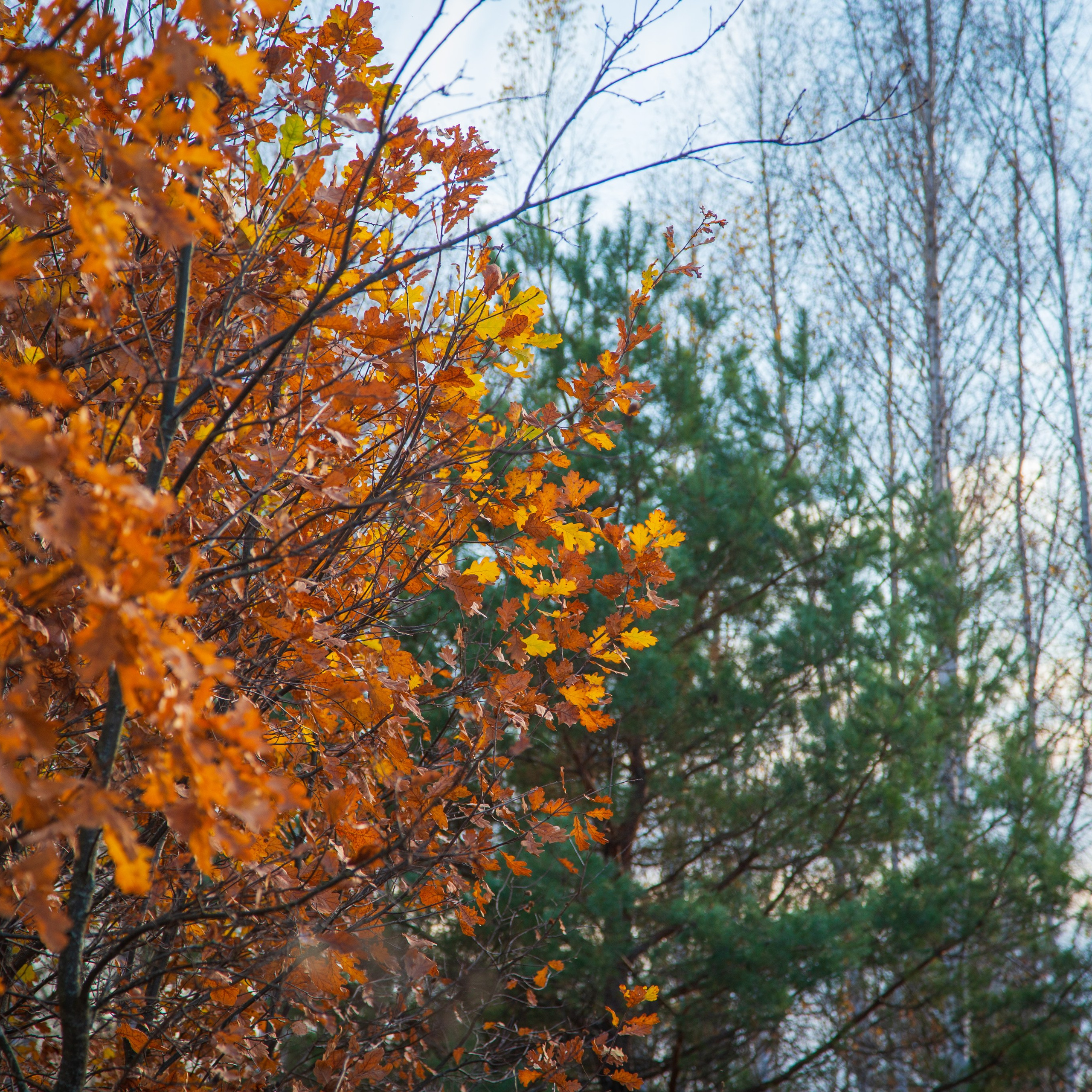ТВОРЧЕСТВО. Творческая студия АЛНИфото