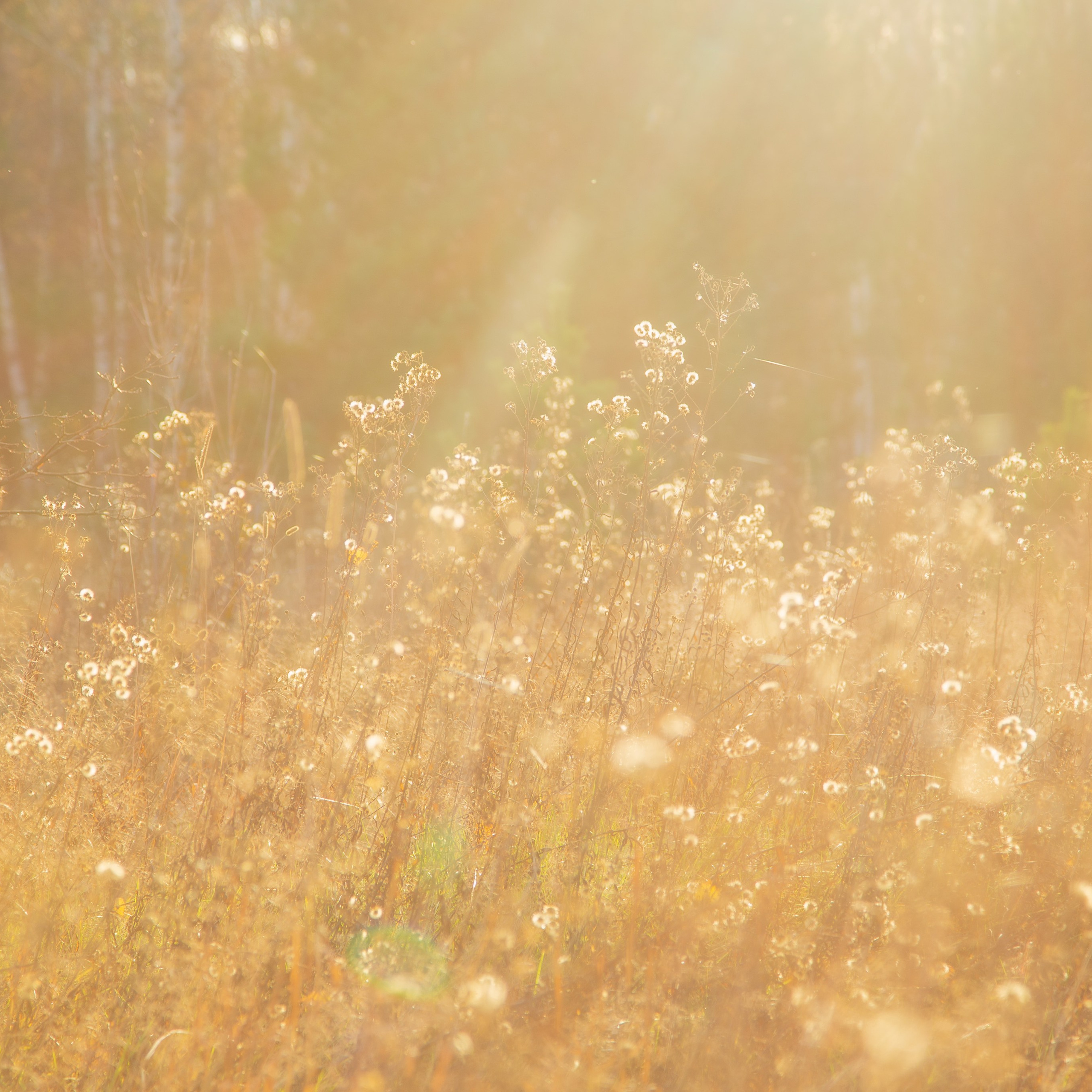 ТВОРЧЕСТВО. Творческая студия АЛНИфото