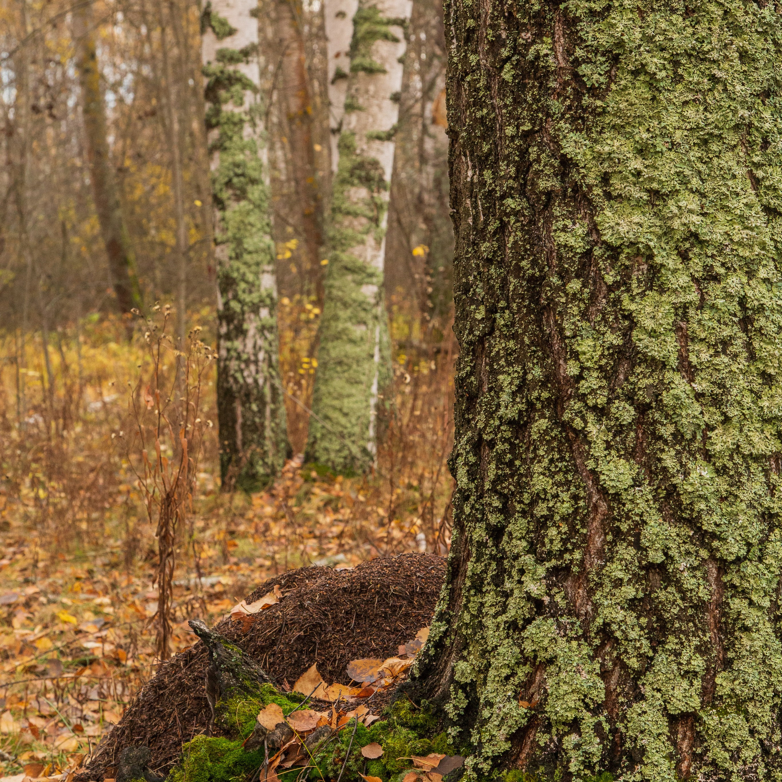 ТВОРЧЕСТВО. Творческая студия АЛНИфото