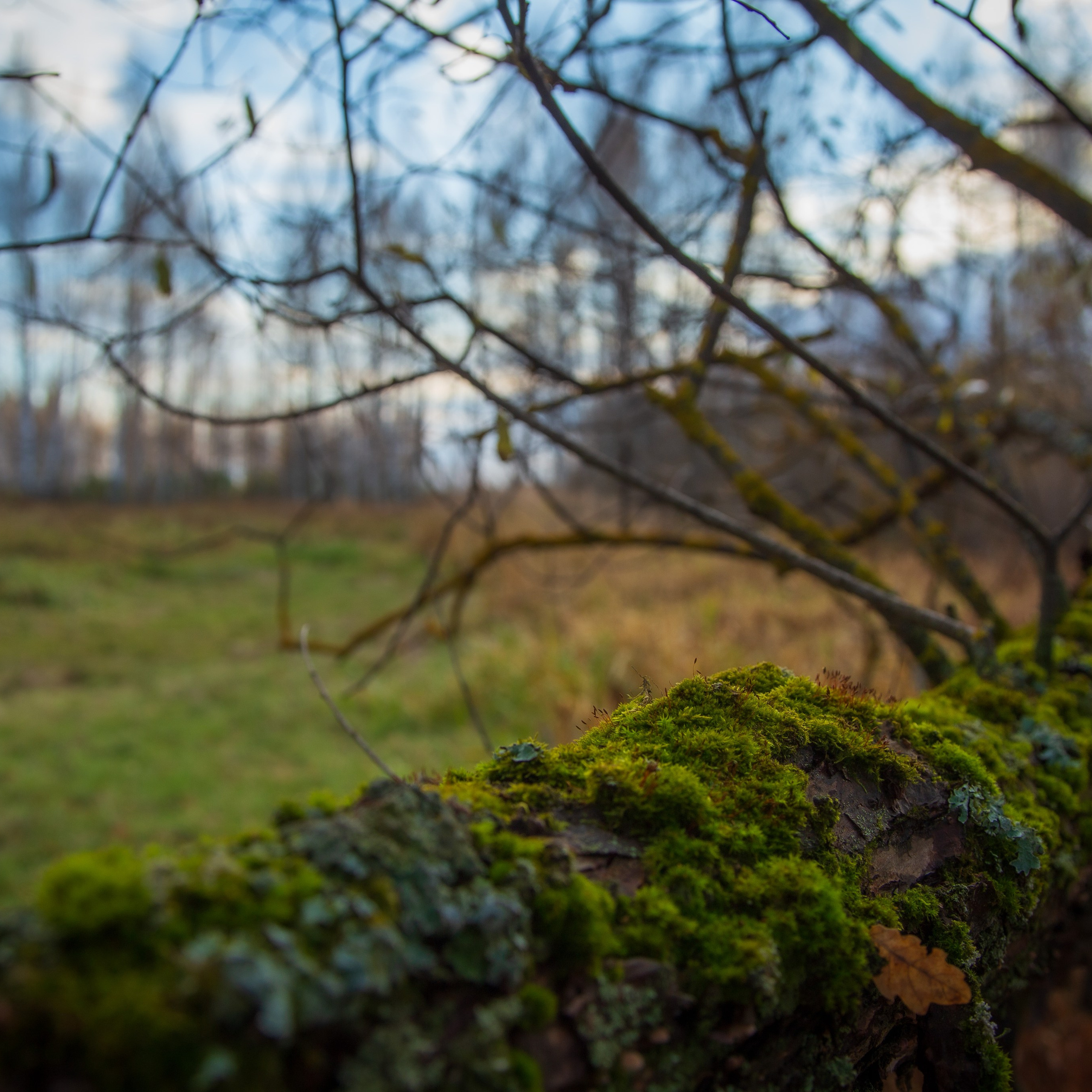 ТВОРЧЕСТВО. Творческая студия АЛНИфото