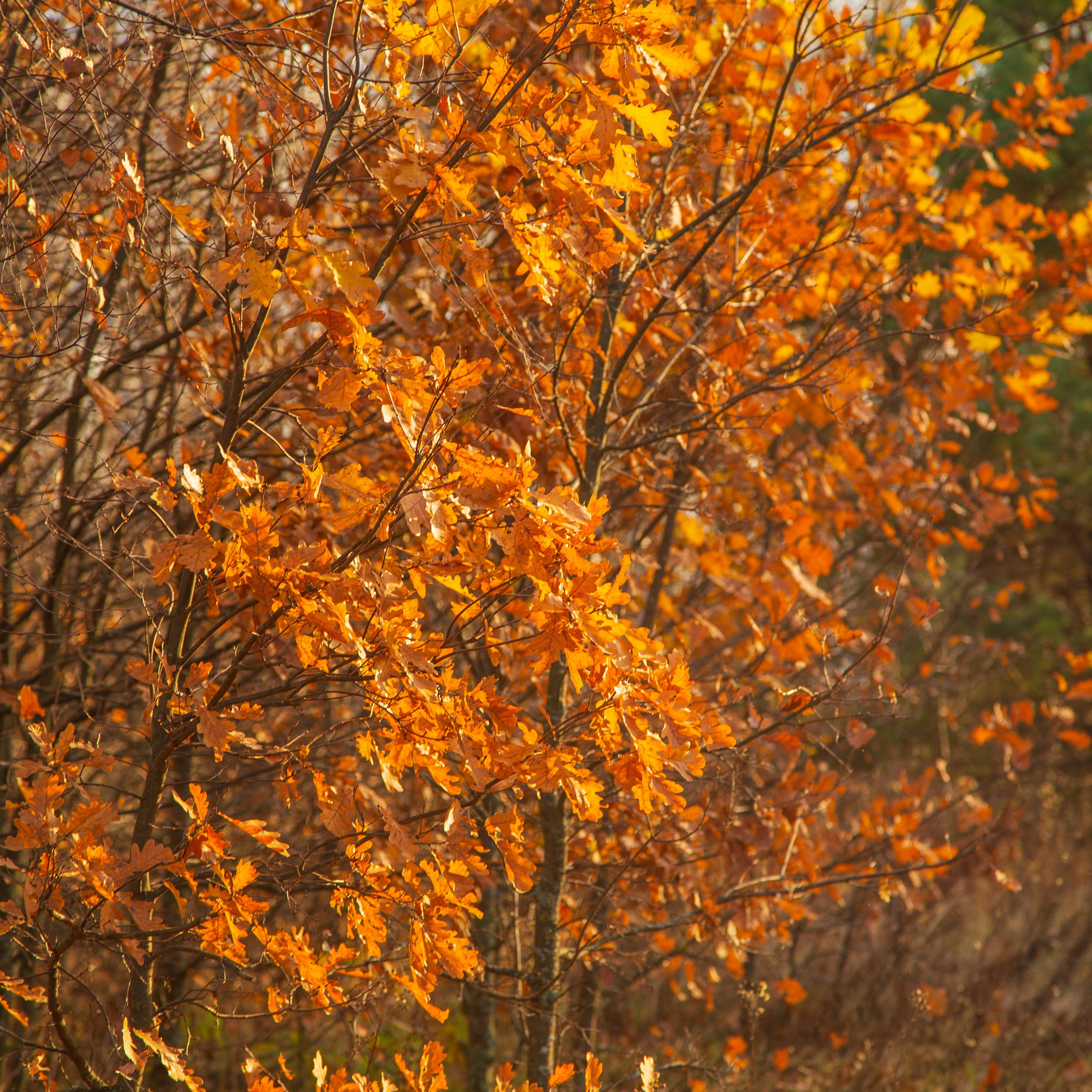 ТВОРЧЕСТВО. Творческая студия АЛНИфото