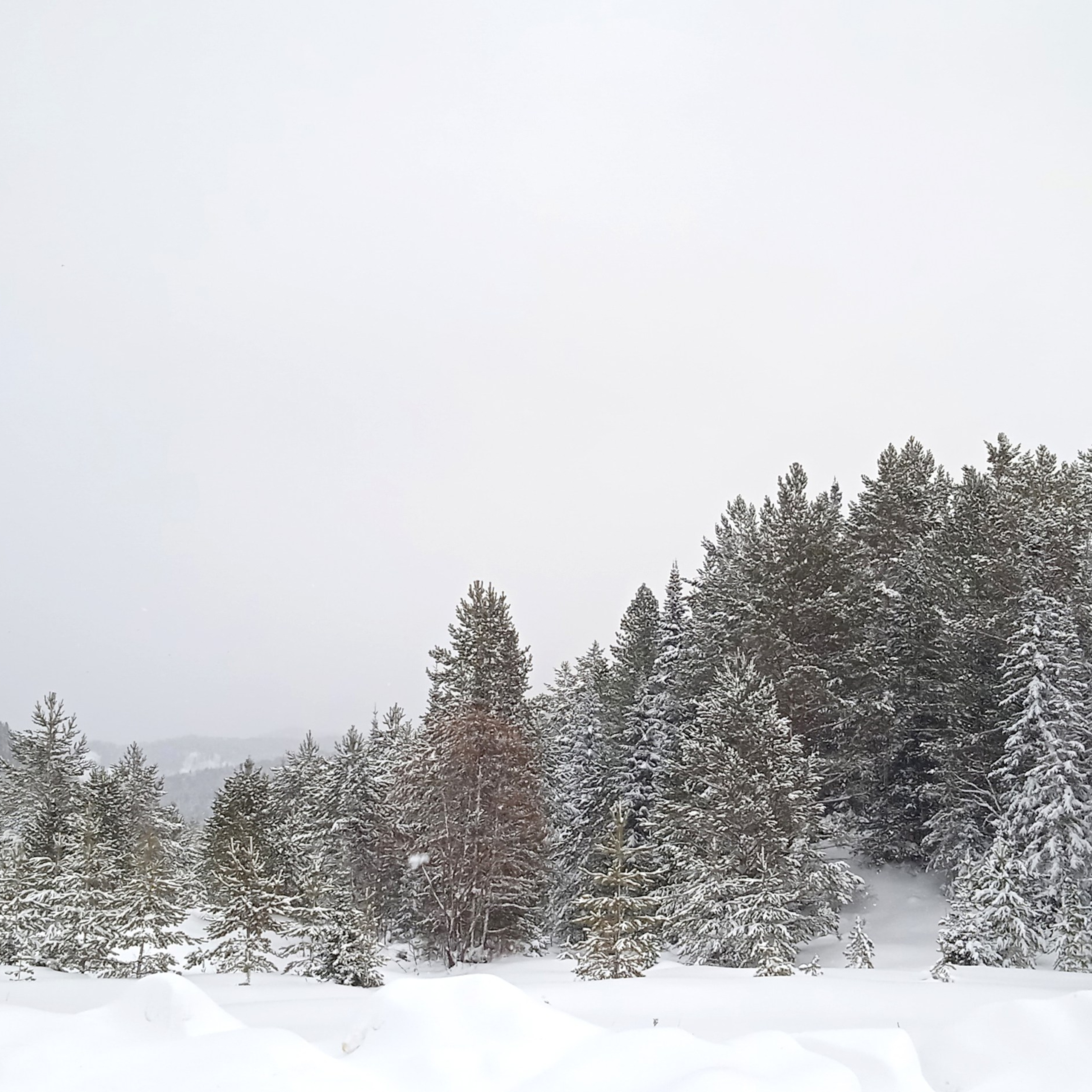 ТВОРЧЕСТВО. Творческая студия АЛНИфото