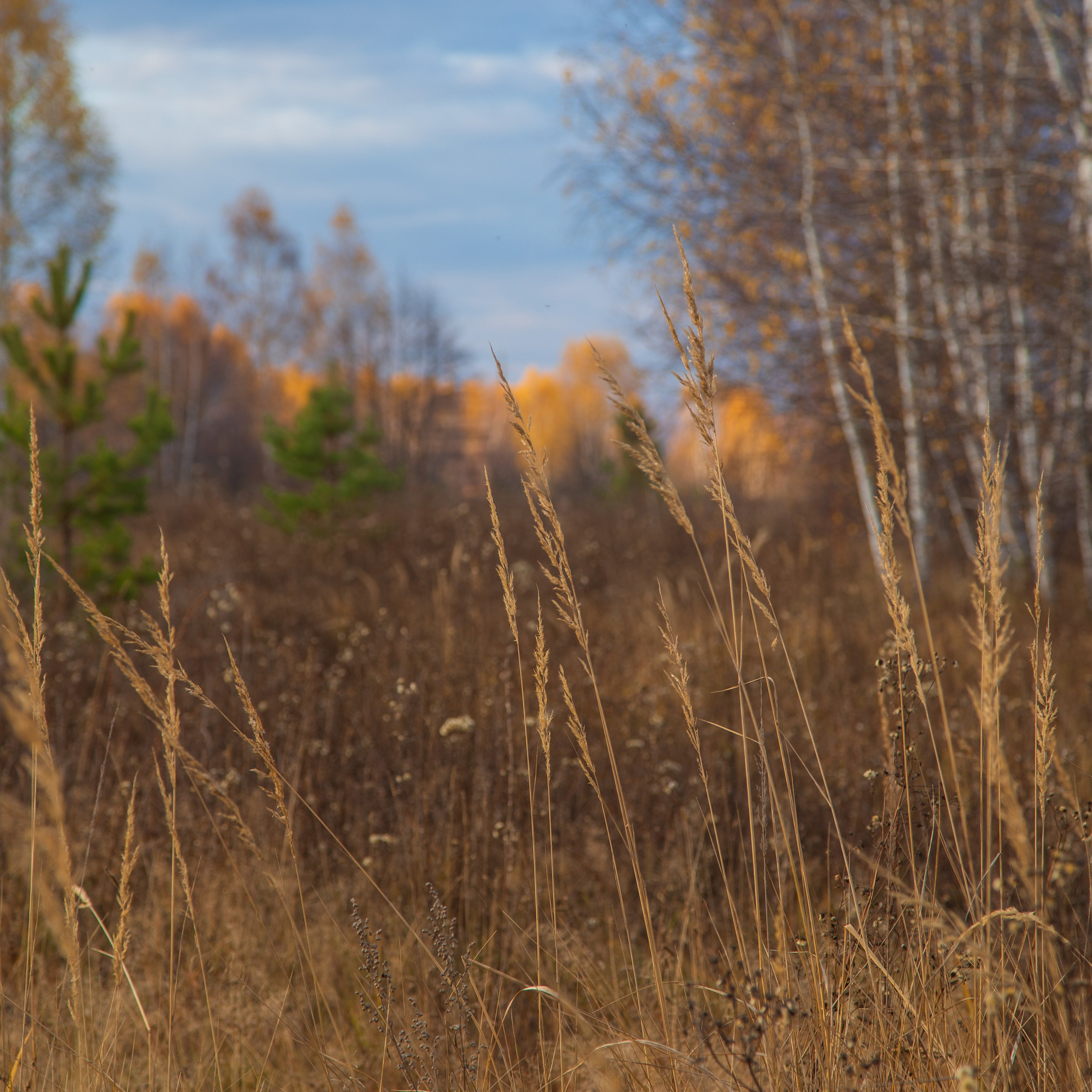 ТВОРЧЕСТВО. Творческая студия АЛНИфото