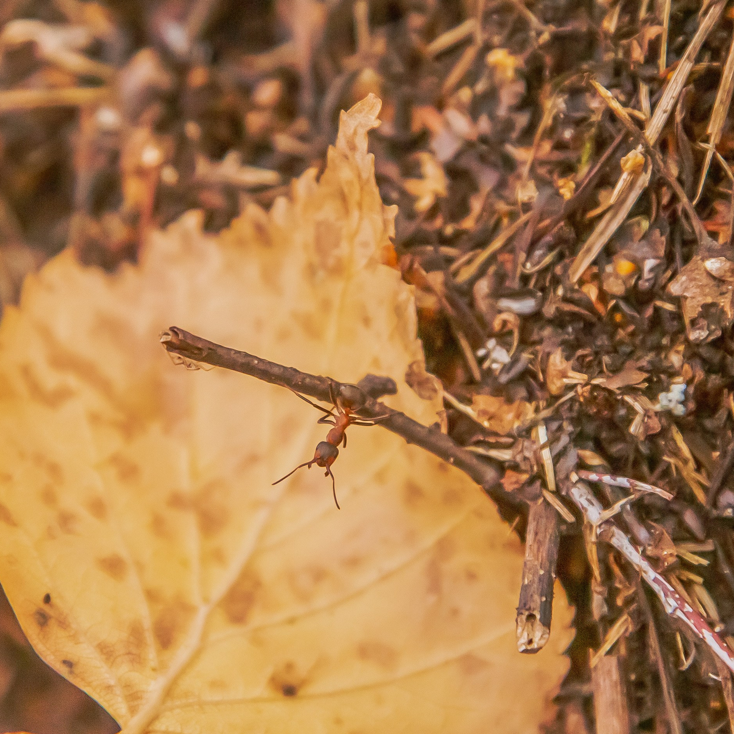 ТВОРЧЕСТВО. Творческая студия АЛНИфото