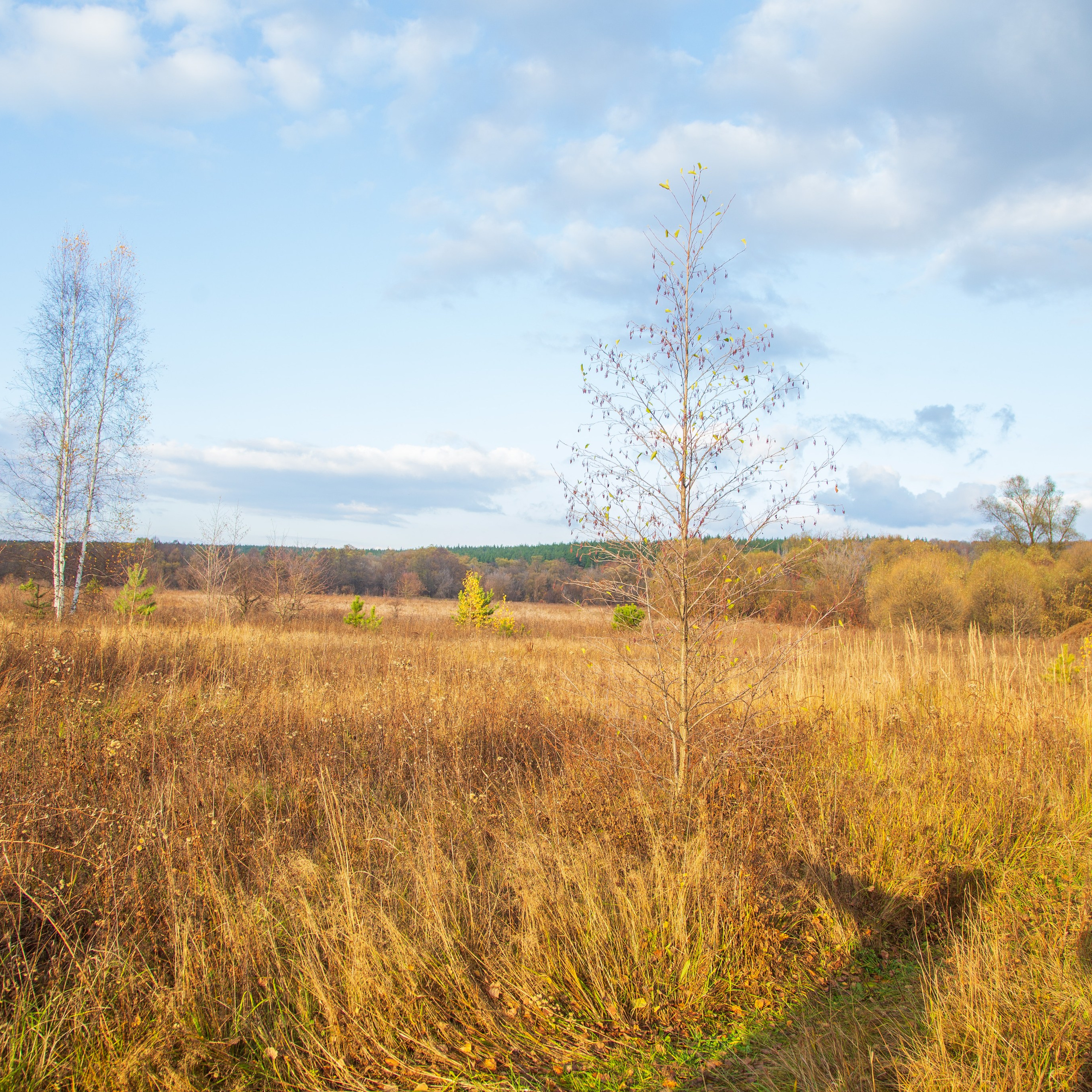 ТВОРЧЕСТВО. Творческая студия АЛНИфото