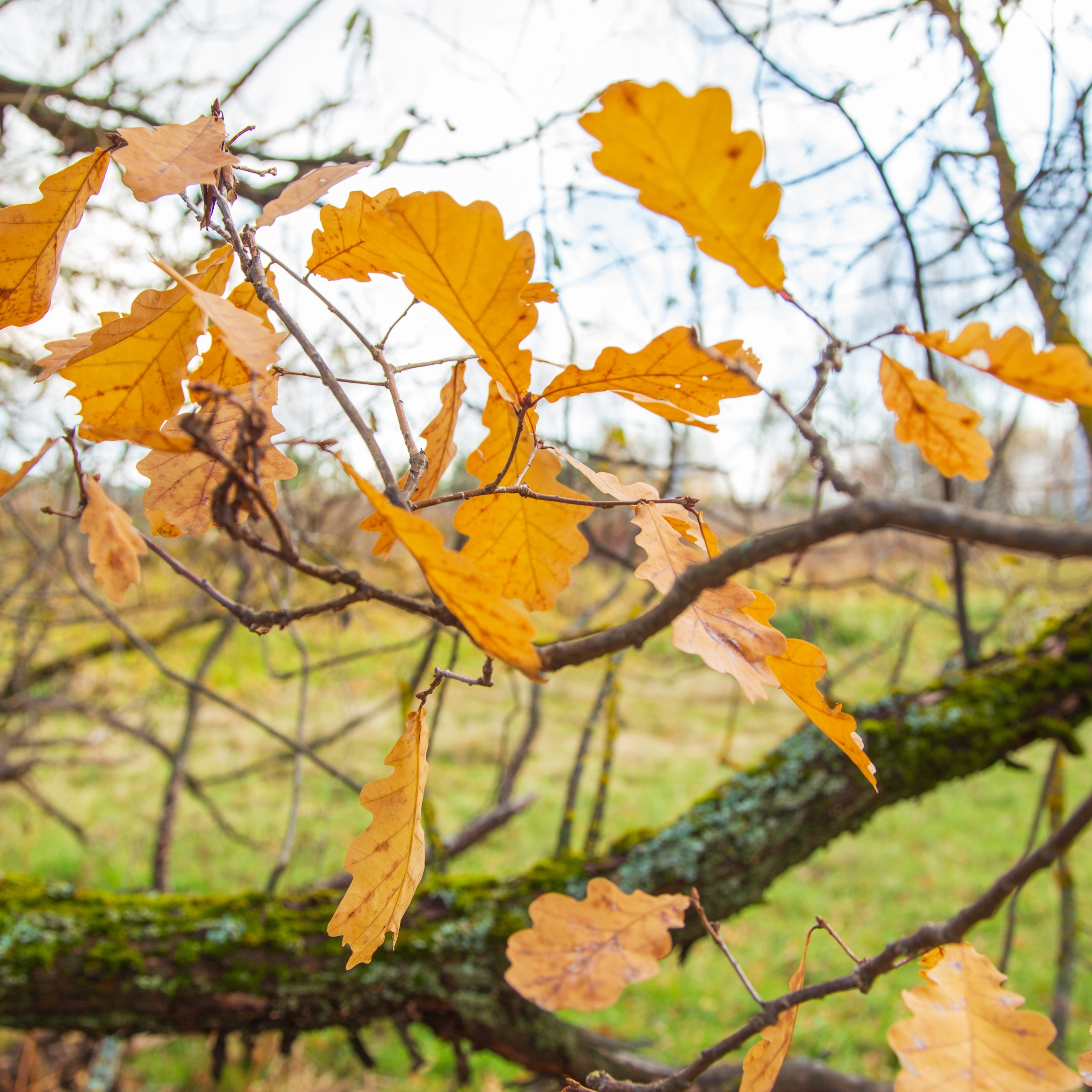 ТВОРЧЕСТВО. Творческая студия АЛНИфото