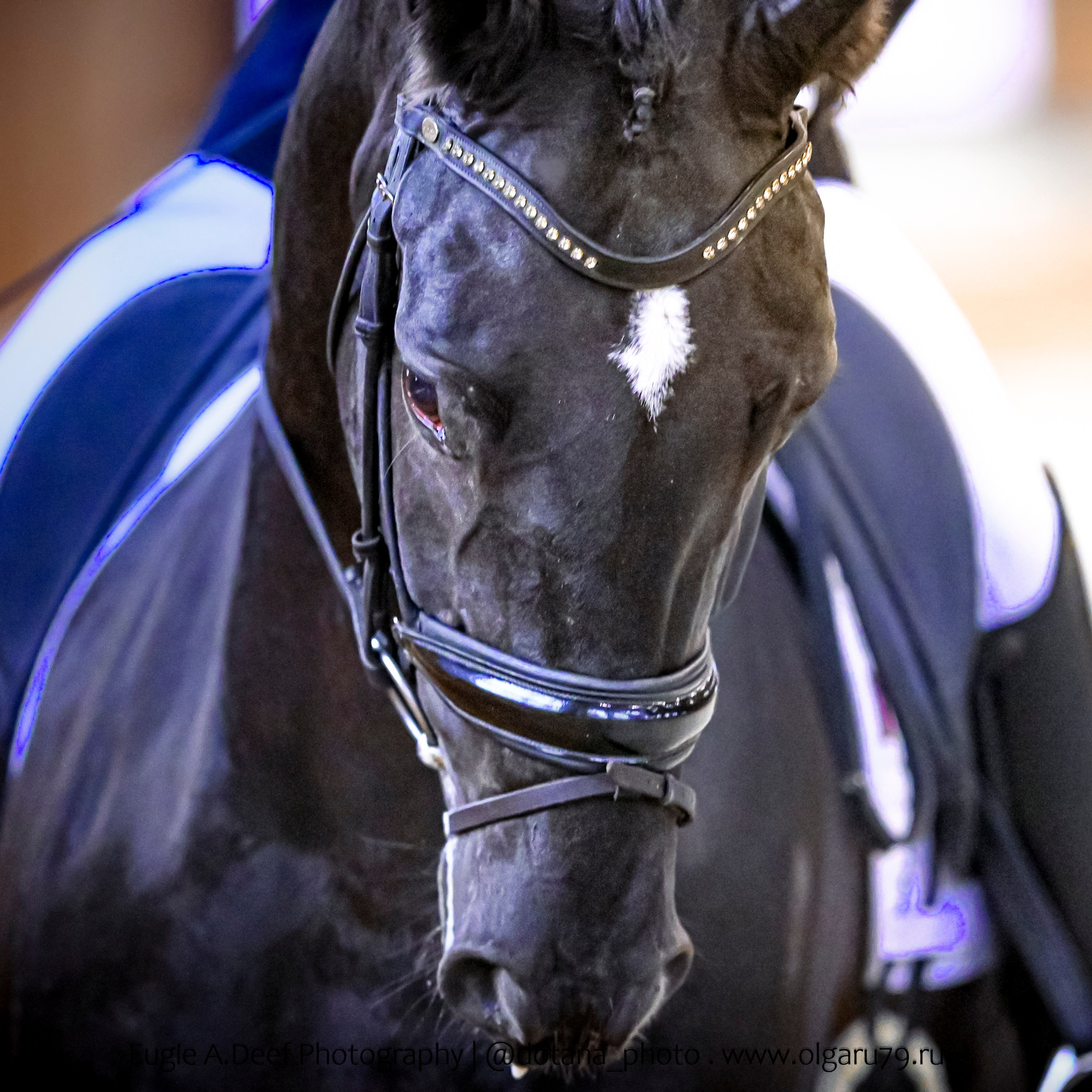 2025.12.06 — КСК Пегас — выездка. ТУРНИРНАЯ КОННАЯ ФОТОГРАФИЯ, Руднева Ольга и Евгений Адеев