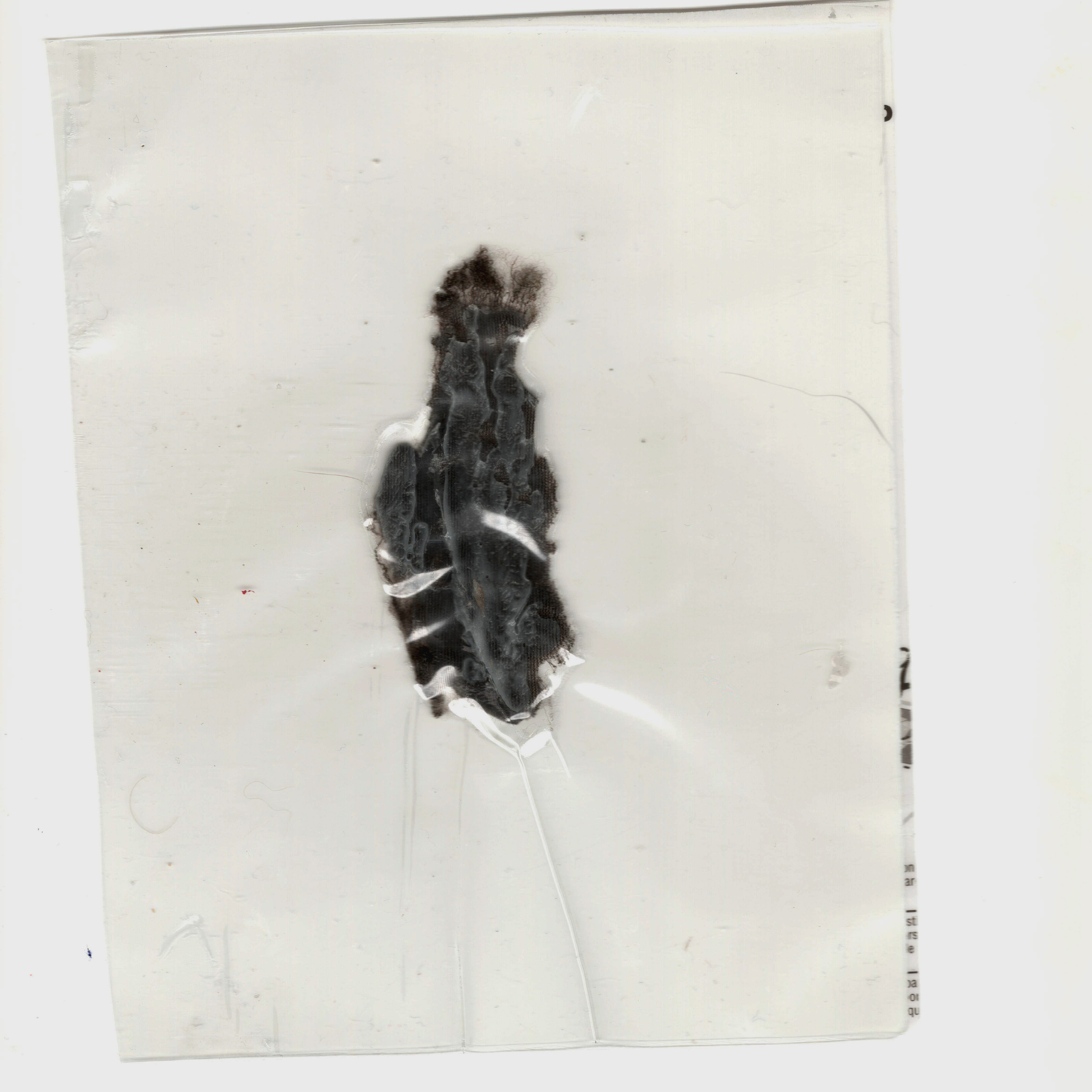 “The Empathic Trail” project, 2021. Ksenia Markelova, multidisciplinary artist, Yekaterinburg