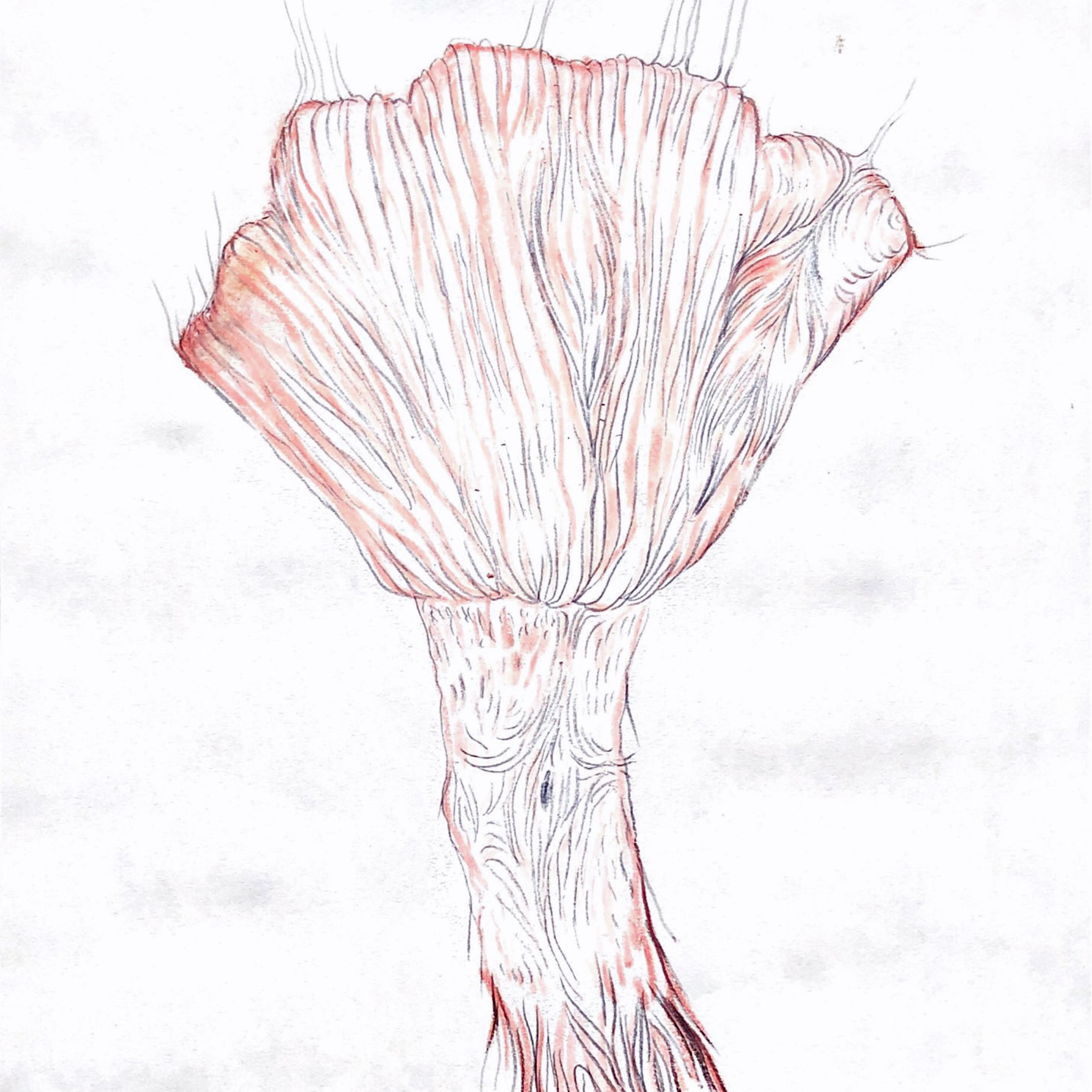 “The Empathic Trail” project, 2021. Ksenia Markelova, multidisciplinary artist, Yekaterinburg