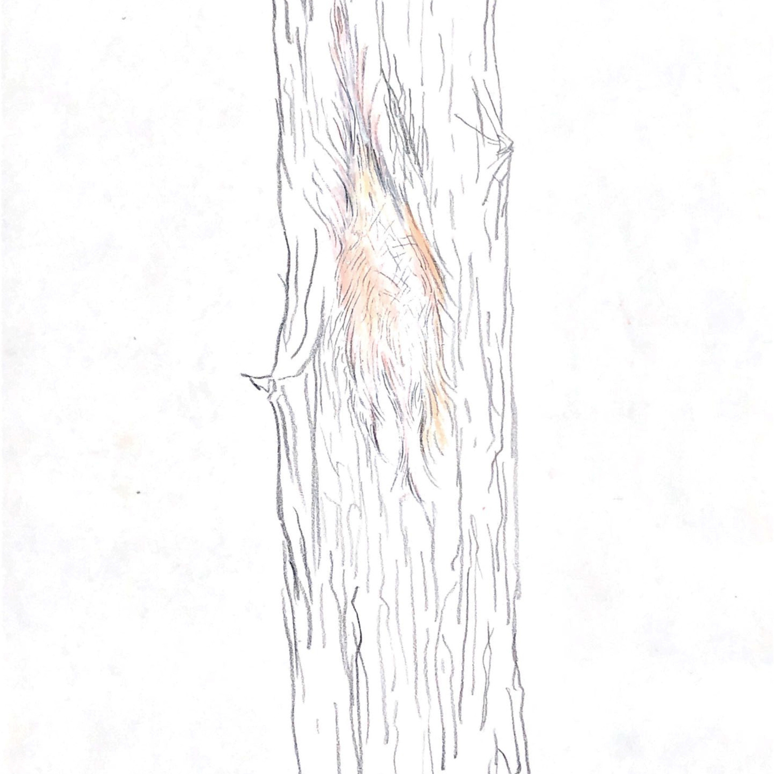 “The Empathic Trail” project, 2021. Ksenia Markelova, multidisciplinary artist, Yekaterinburg