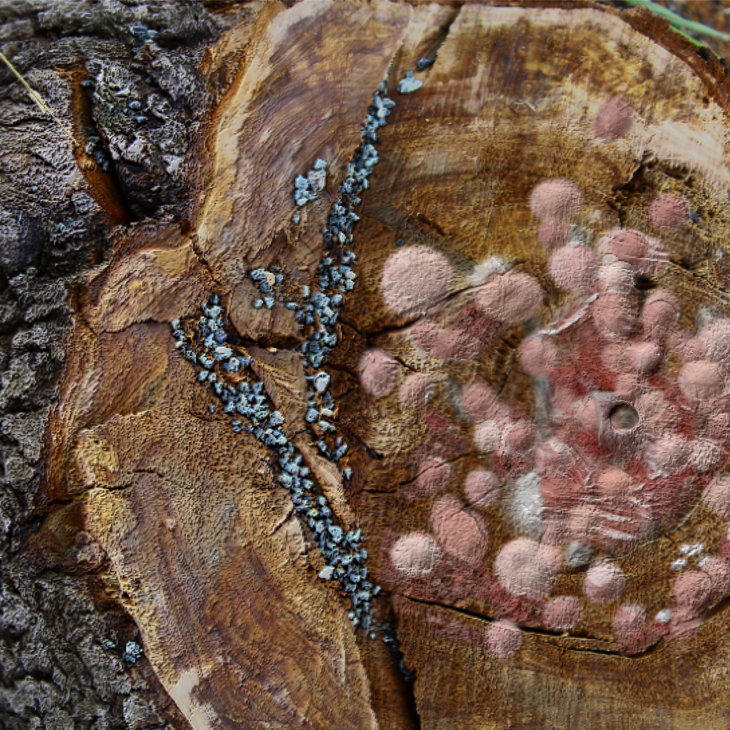“The Empathic Trail” project, 2021. Ksenia Markelova, multidisciplinary artist, Yekaterinburg