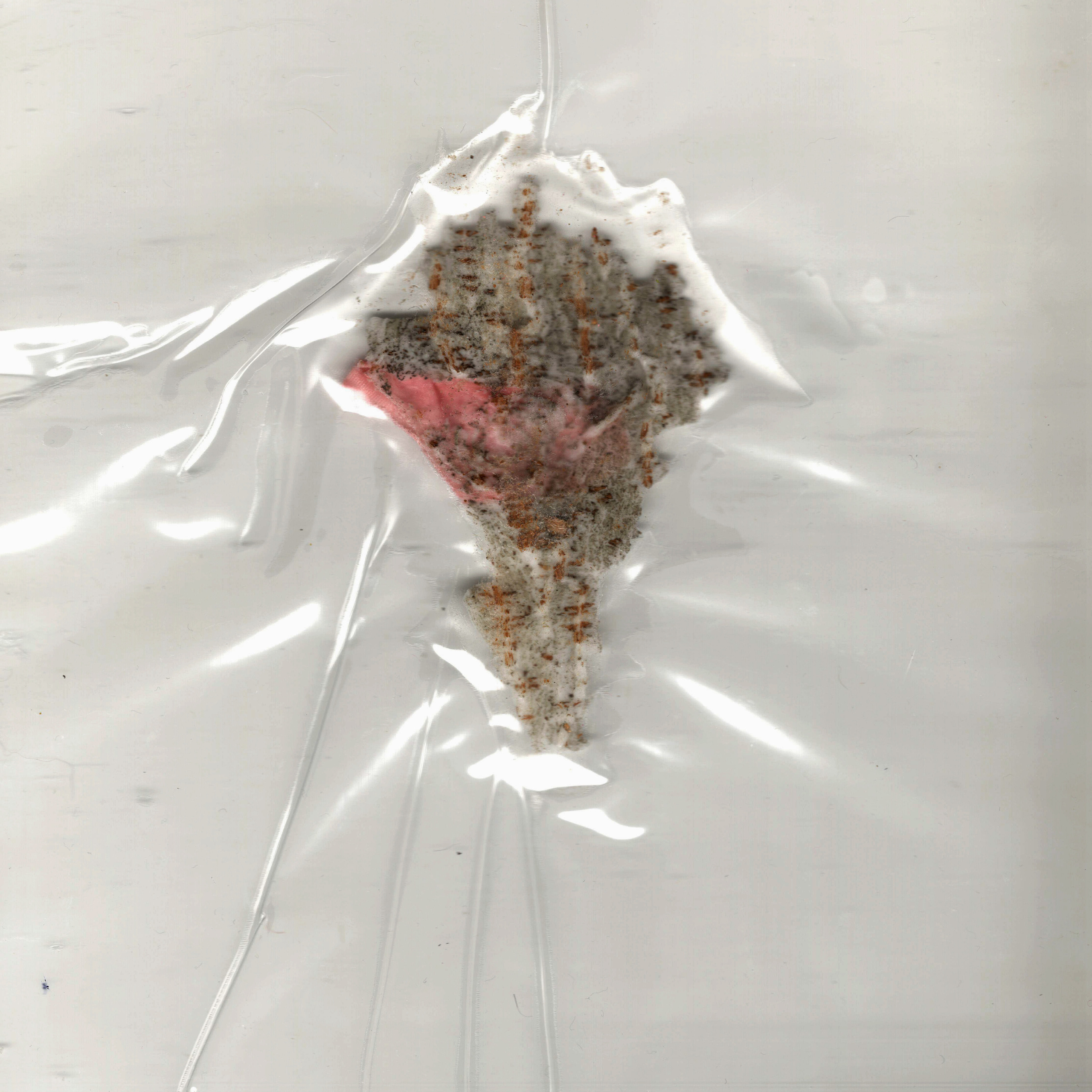 “The Empathic Trail” project, 2021. Ksenia Markelova, multidisciplinary artist, Yekaterinburg