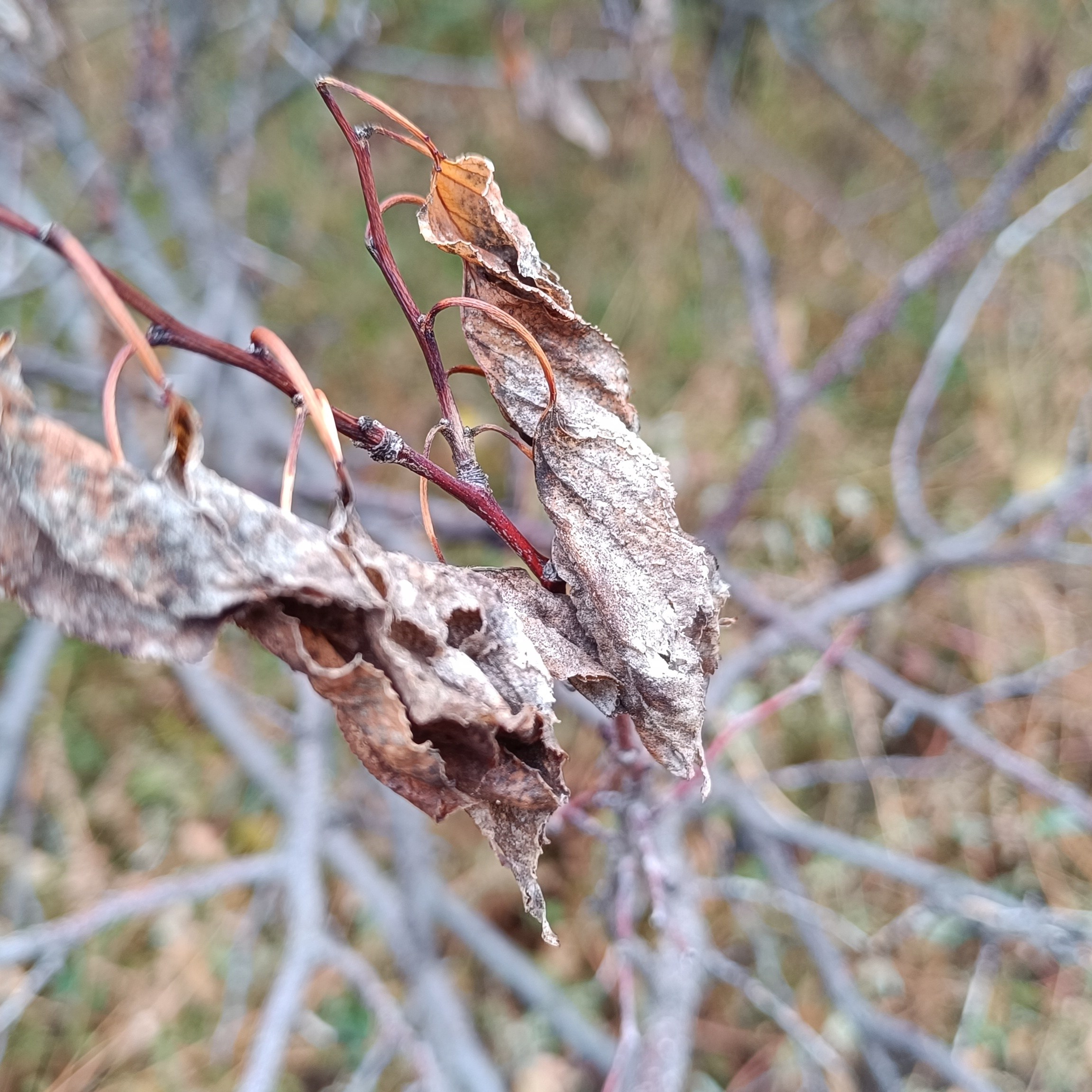Фототерапия. Марина Рыбкина — Глубинная психология