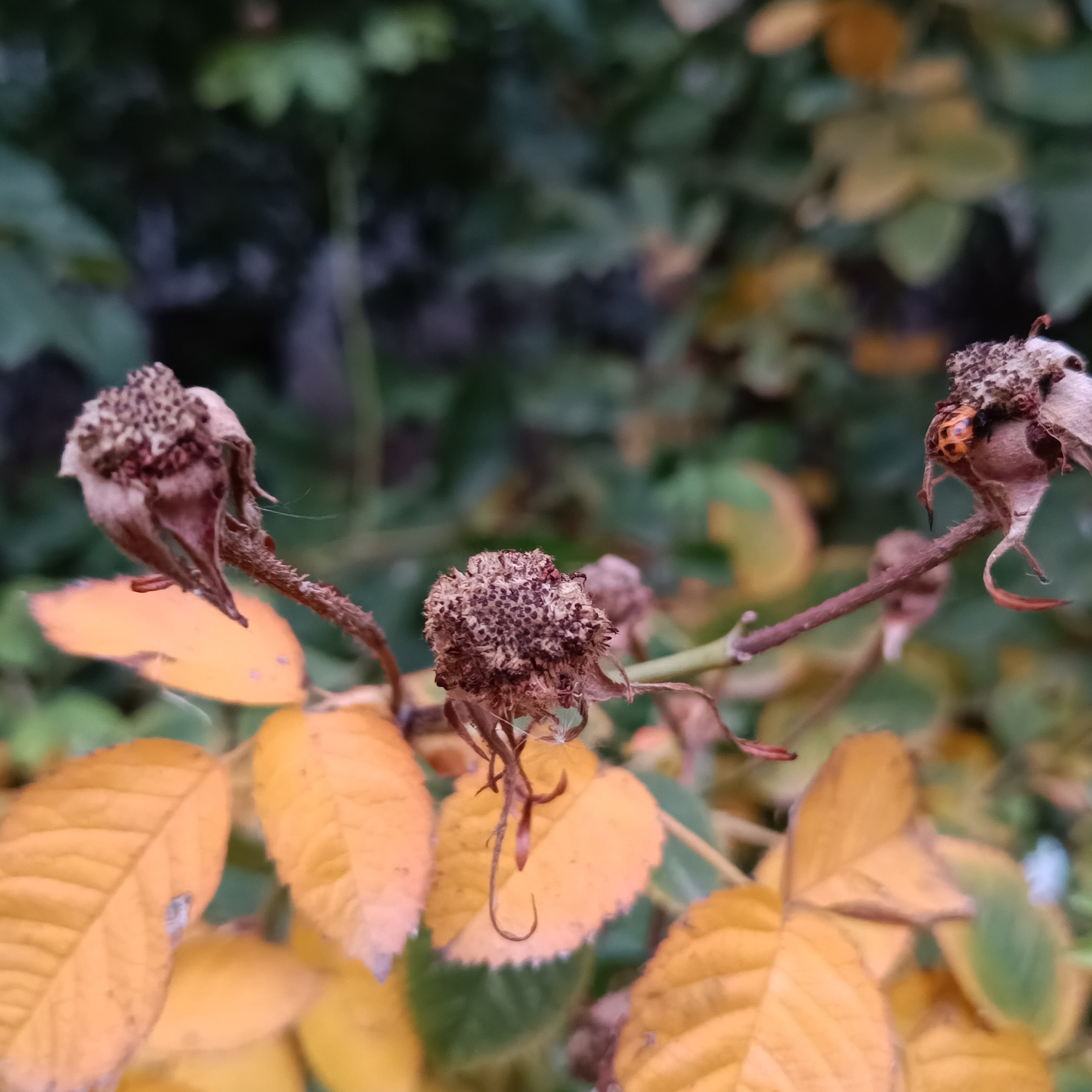 Фототерапия. Марина Рыбкина — Глубинная психология