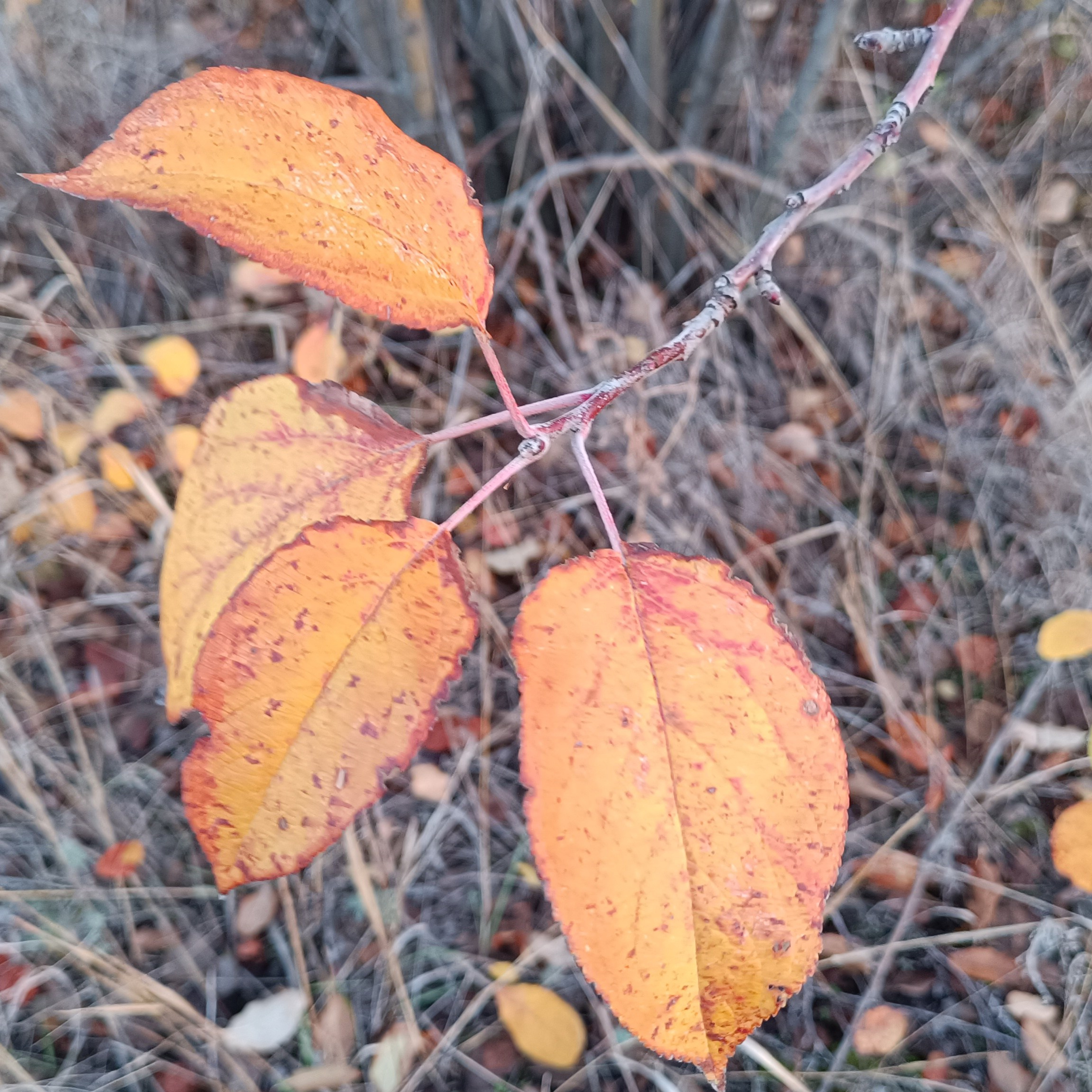 Фототерапия. Марина Рыбкина — Глубинная психология