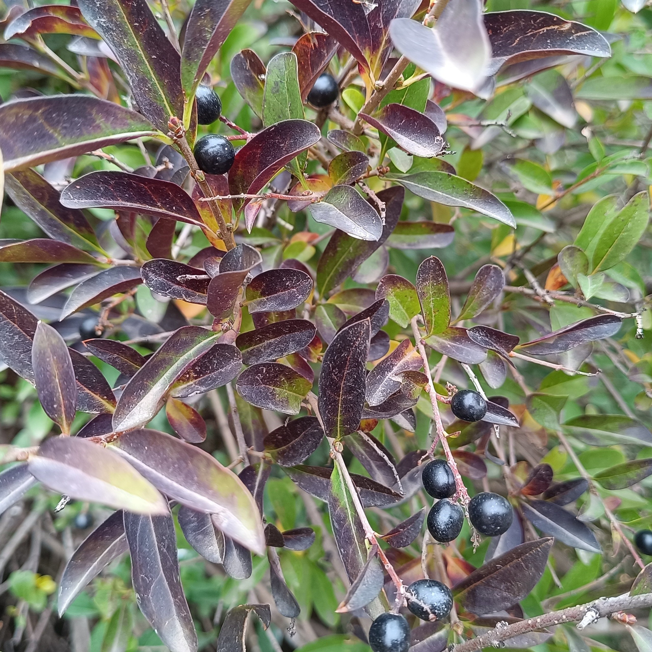 Фототерапия. Марина Рыбкина — Глубинная психология