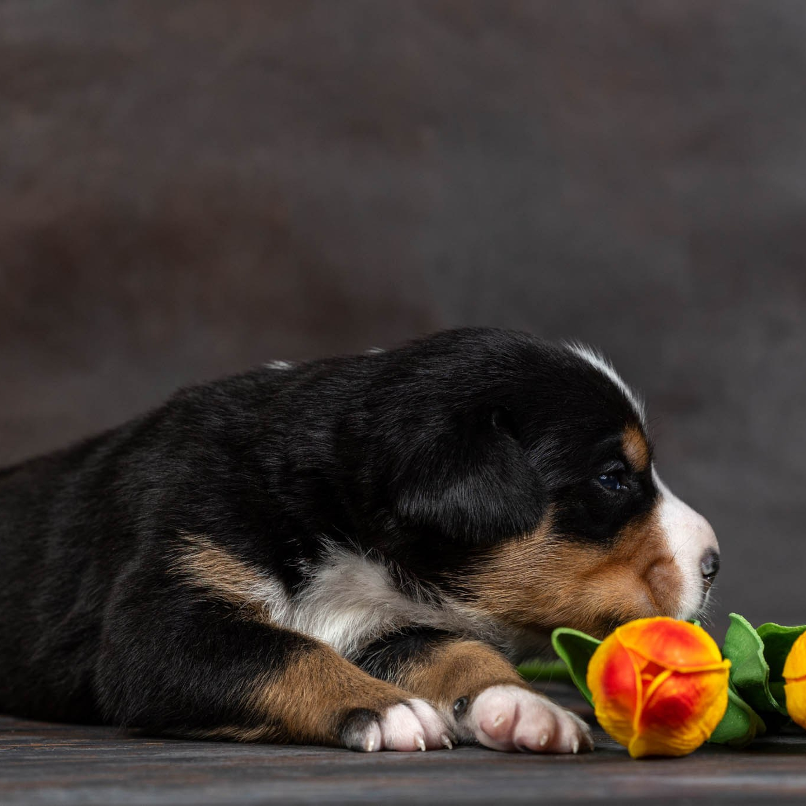 Щенки зенненхунда. Питомник Больших Швейцарских Зенненхундов в Калужской области / Москва