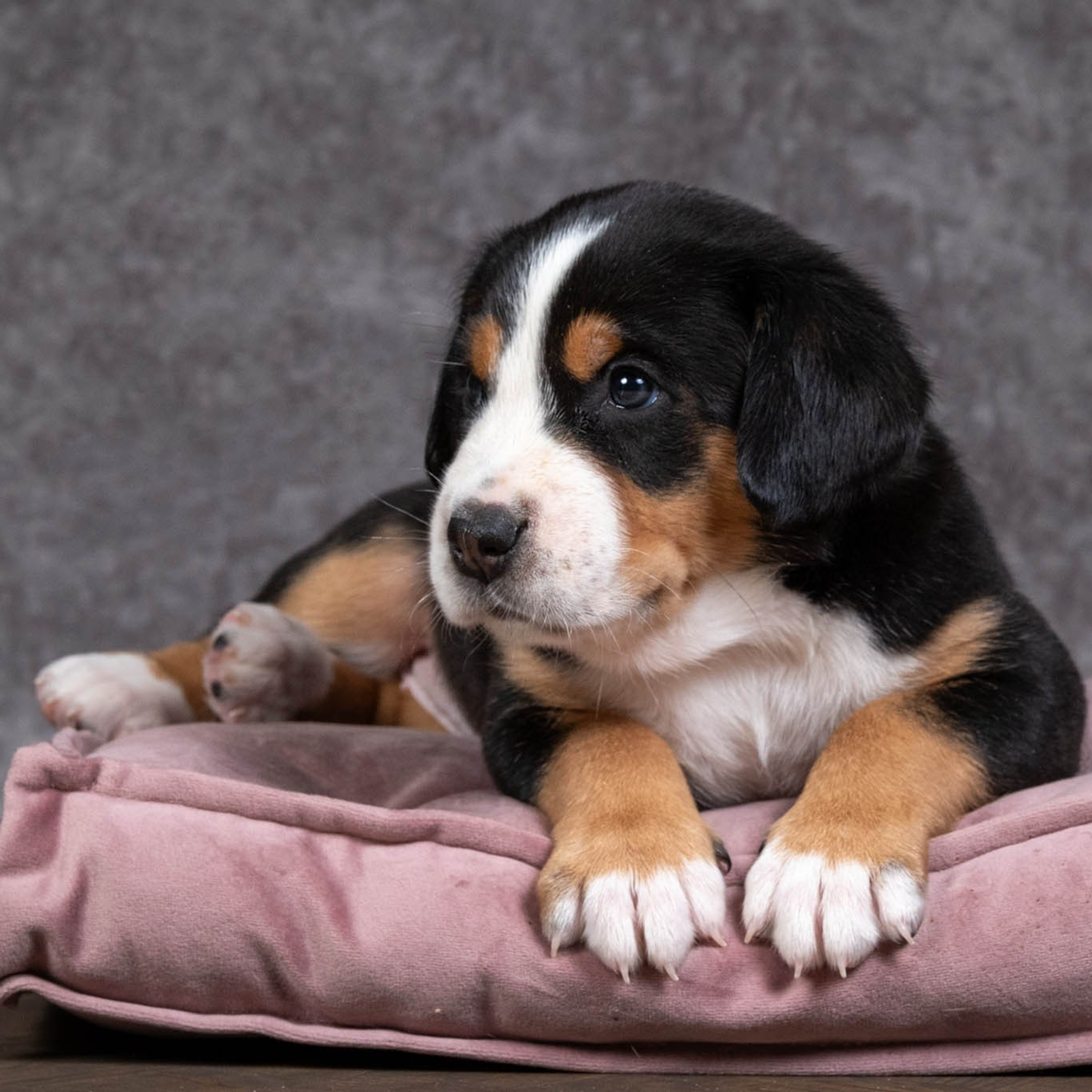 Щенки зенненхунда. Питомник Больших Швейцарских Зенненхундов в Калужской области / Москва