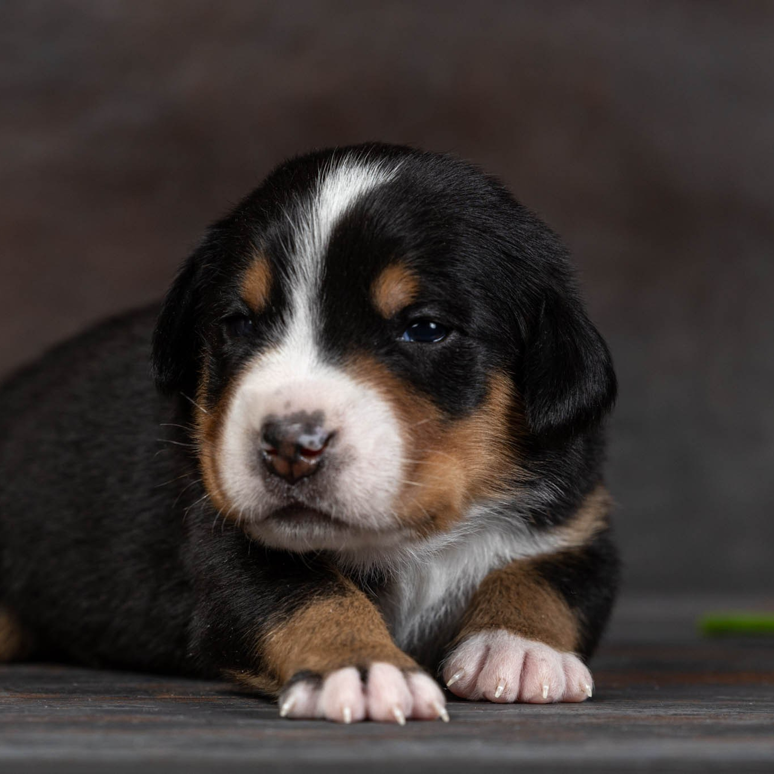 Щенки зенненхунда. Питомник Больших Швейцарских Зенненхундов в Калужской области / Москва
