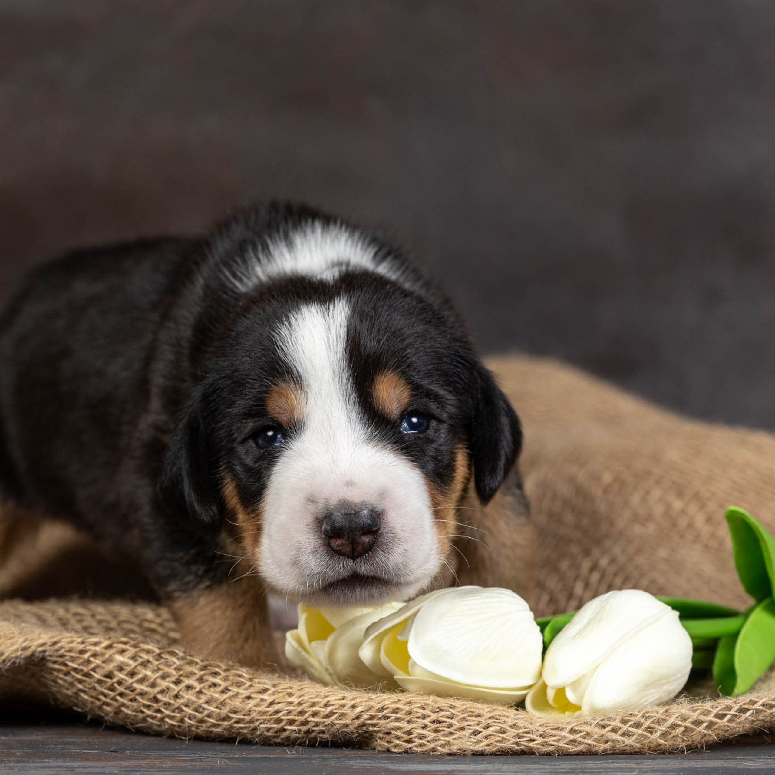 Щенки зенненхунда. Питомник Больших Швейцарских Зенненхундов в Калужской области / Москва