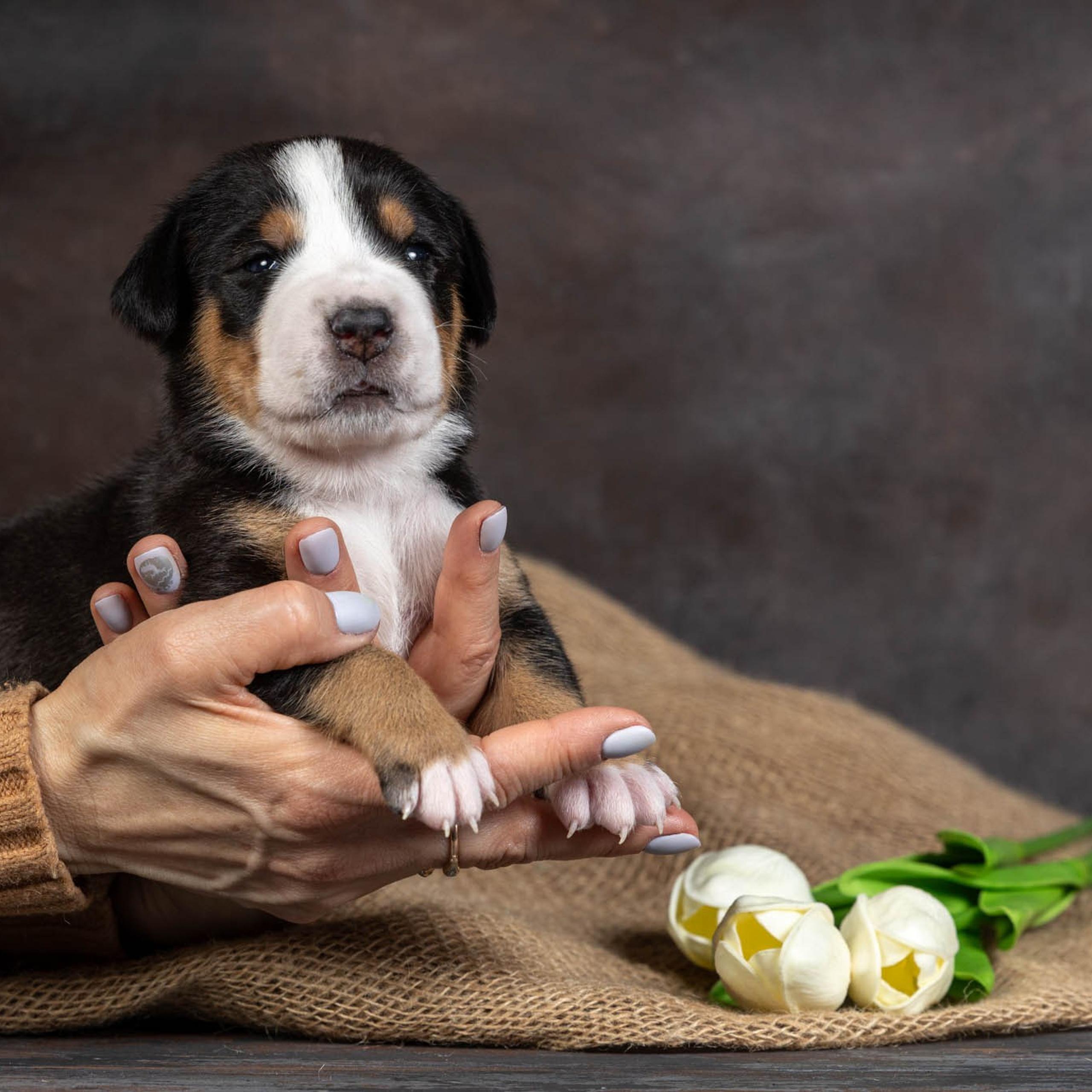 Щенки зенненхунда. Питомник Больших Швейцарских Зенненхундов в Калужской области / Москва