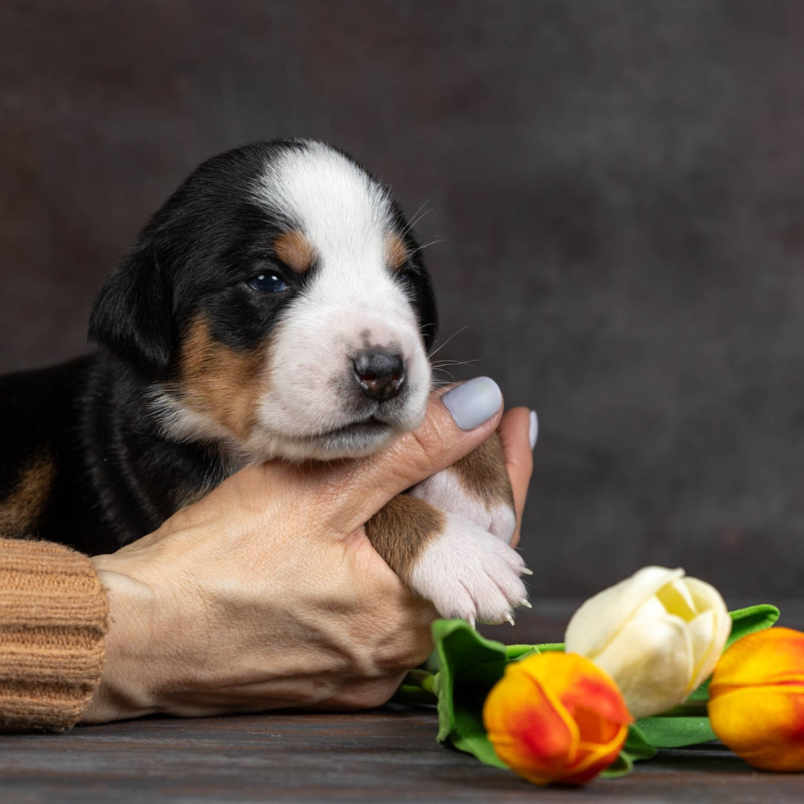 Щенки зенненхунда. Питомник Больших Швейцарских Зенненхундов в Калужской области / Москва