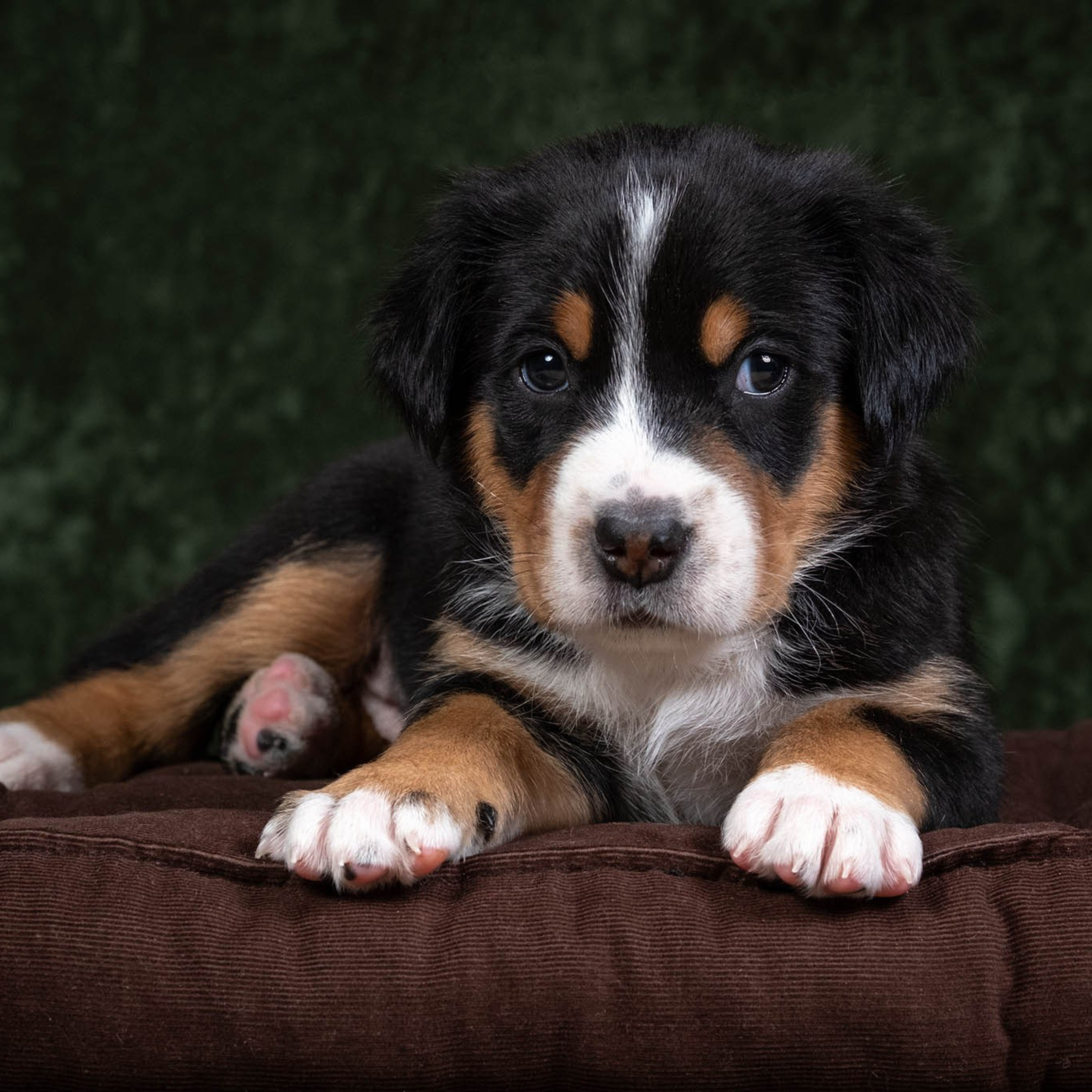 Щенки зенненхунда. Питомник Больших Швейцарских Зенненхундов в Калужской области / Москва