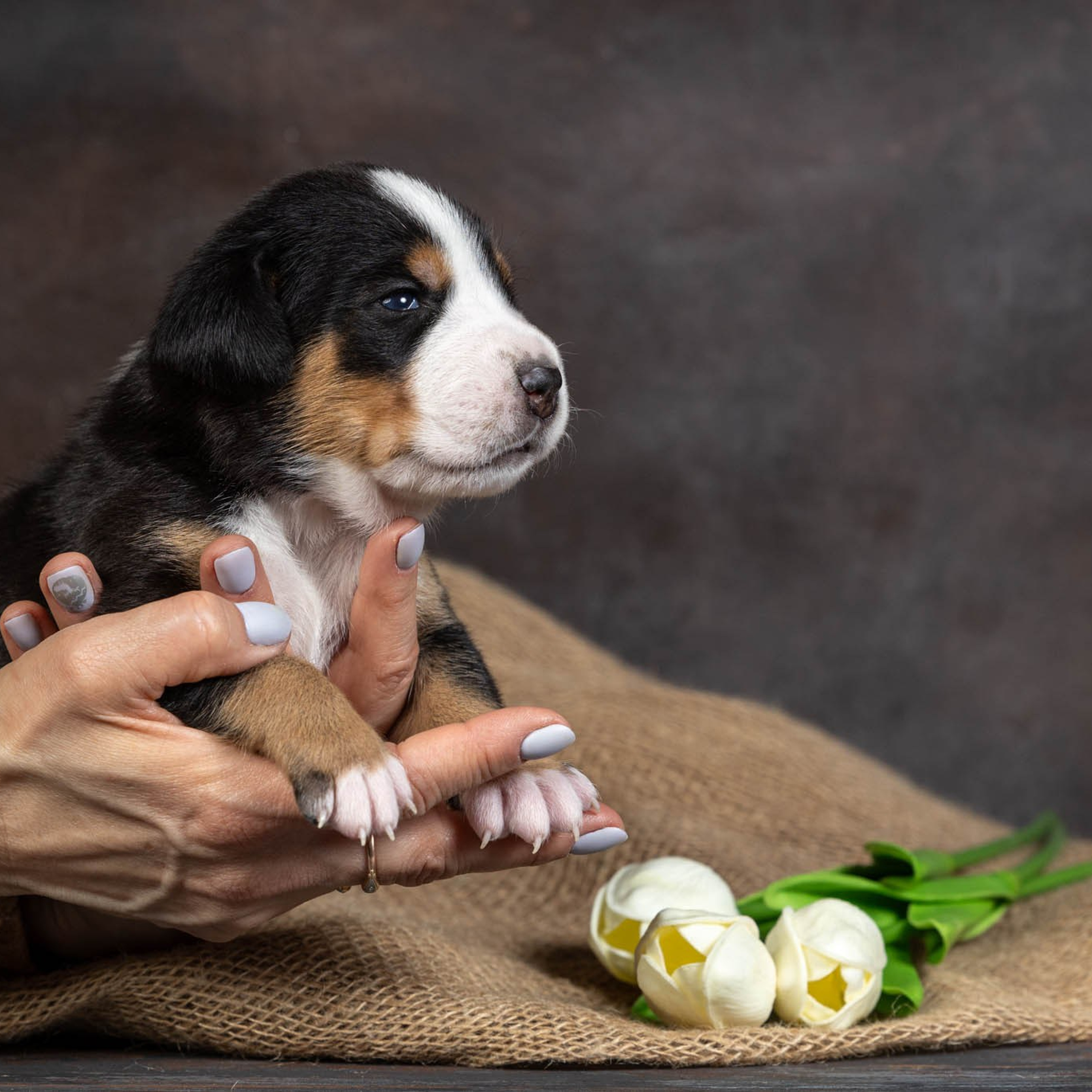 Щенки зенненхунда. Питомник Больших Швейцарских Зенненхундов в Калужской области / Москва