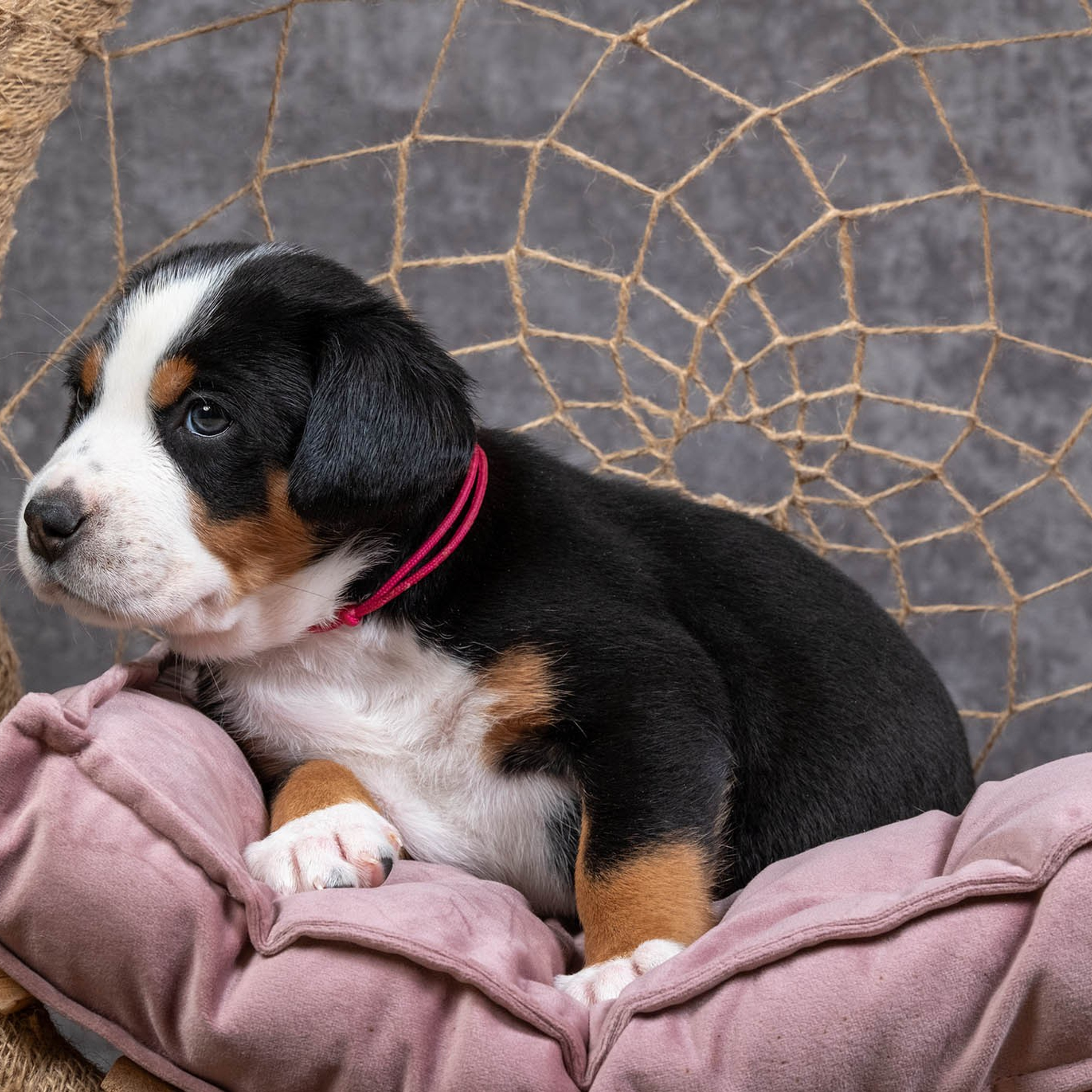Щенки зенненхунда. Питомник Больших Швейцарских Зенненхундов в Калужской области / Москва