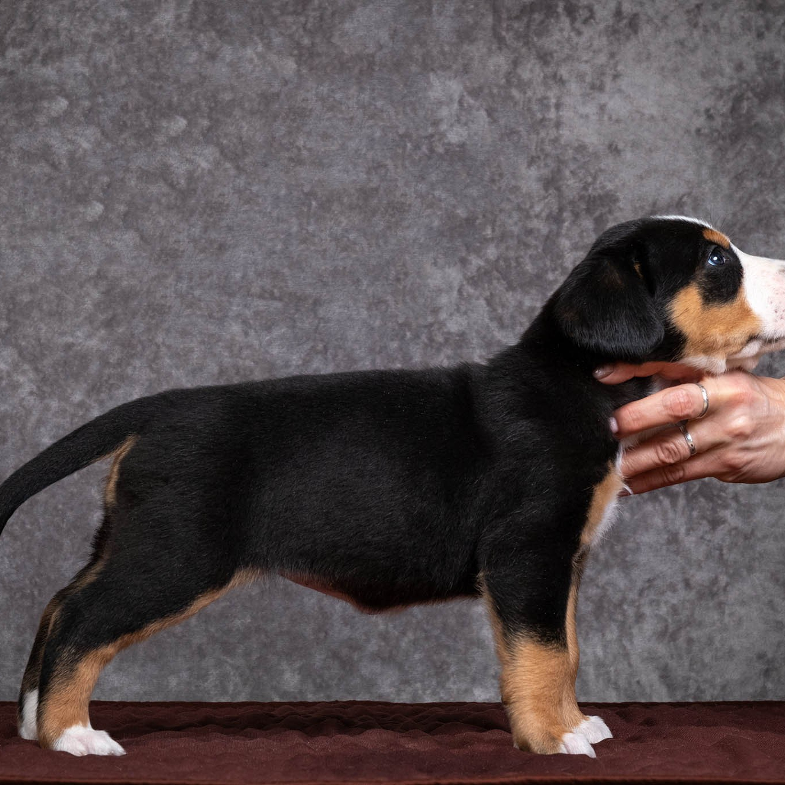 Щенки зенненхунда. Питомник Больших Швейцарских Зенненхундов в Калужской области / Москва