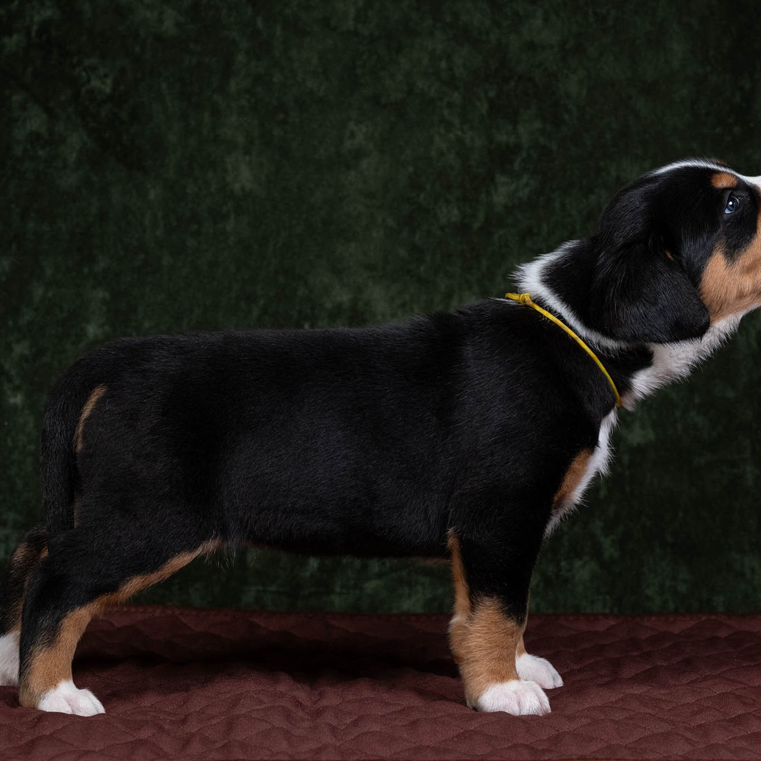 Щенки зенненхунда. Питомник Больших Швейцарских Зенненхундов в Калужской области / Москва