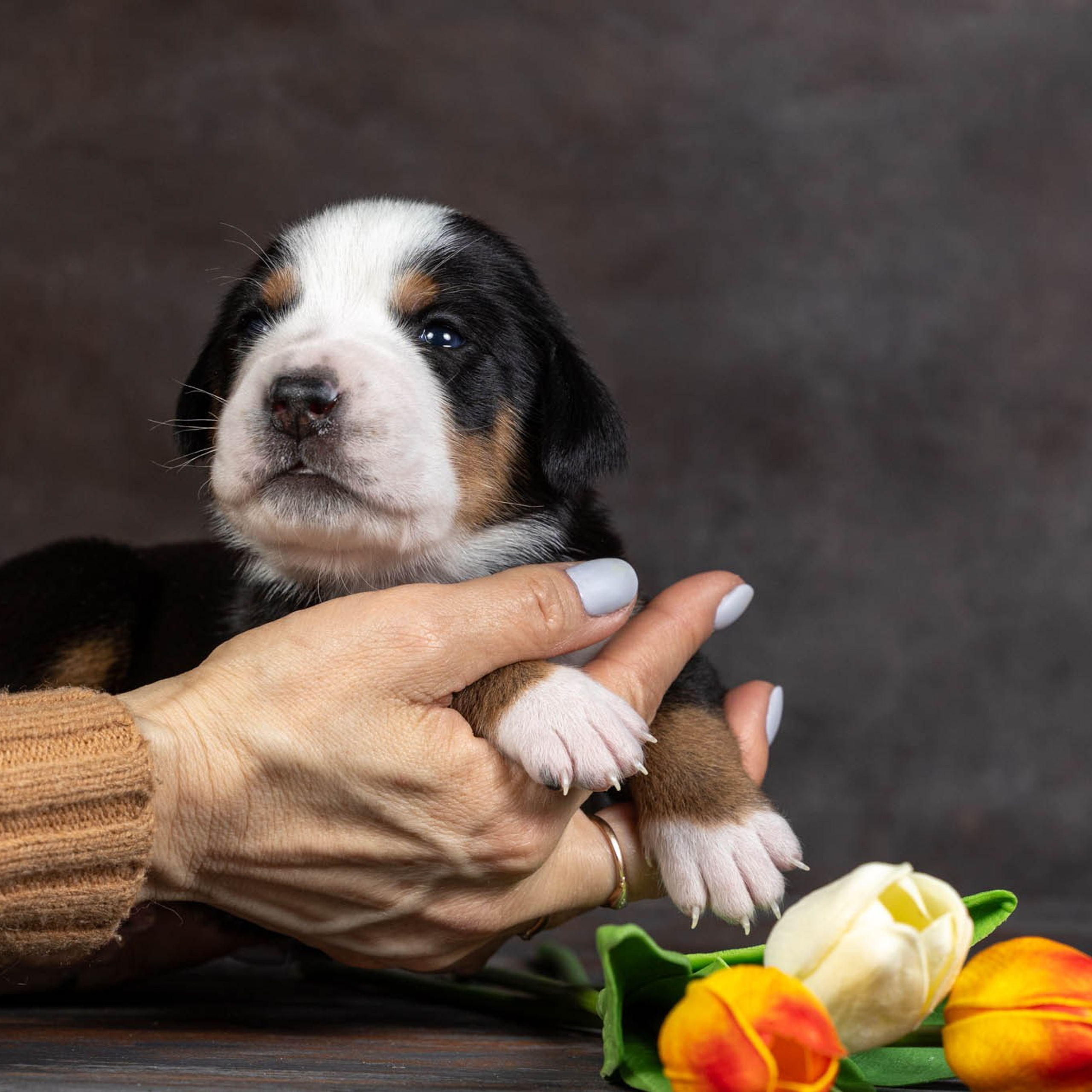 Щенки зенненхунда. Питомник Больших Швейцарских Зенненхундов в Калужской области / Москва